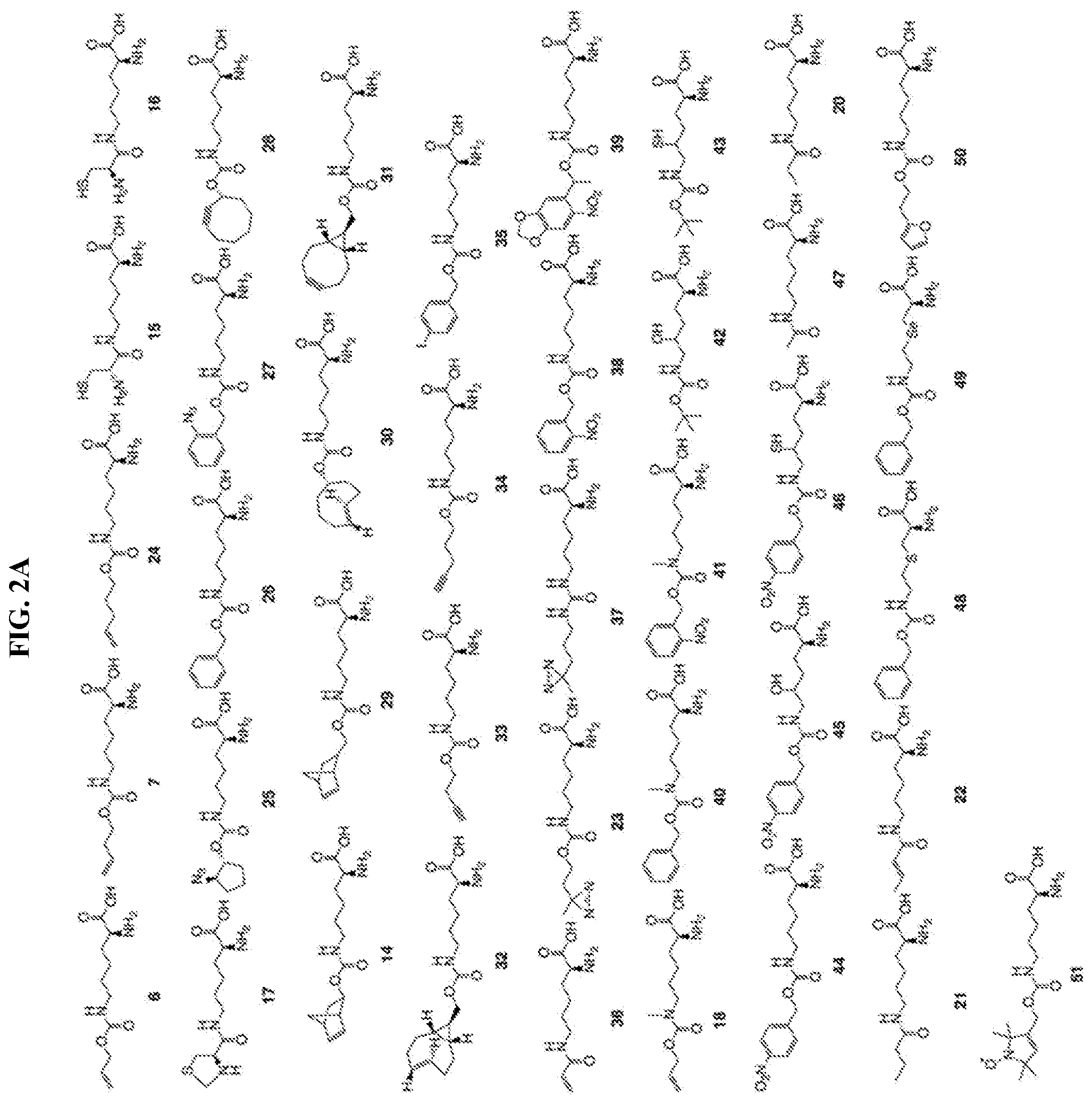 Patent US12318431 Figure 2 – Cytokine conjugates for the treatment of proliferative and infectious diseases