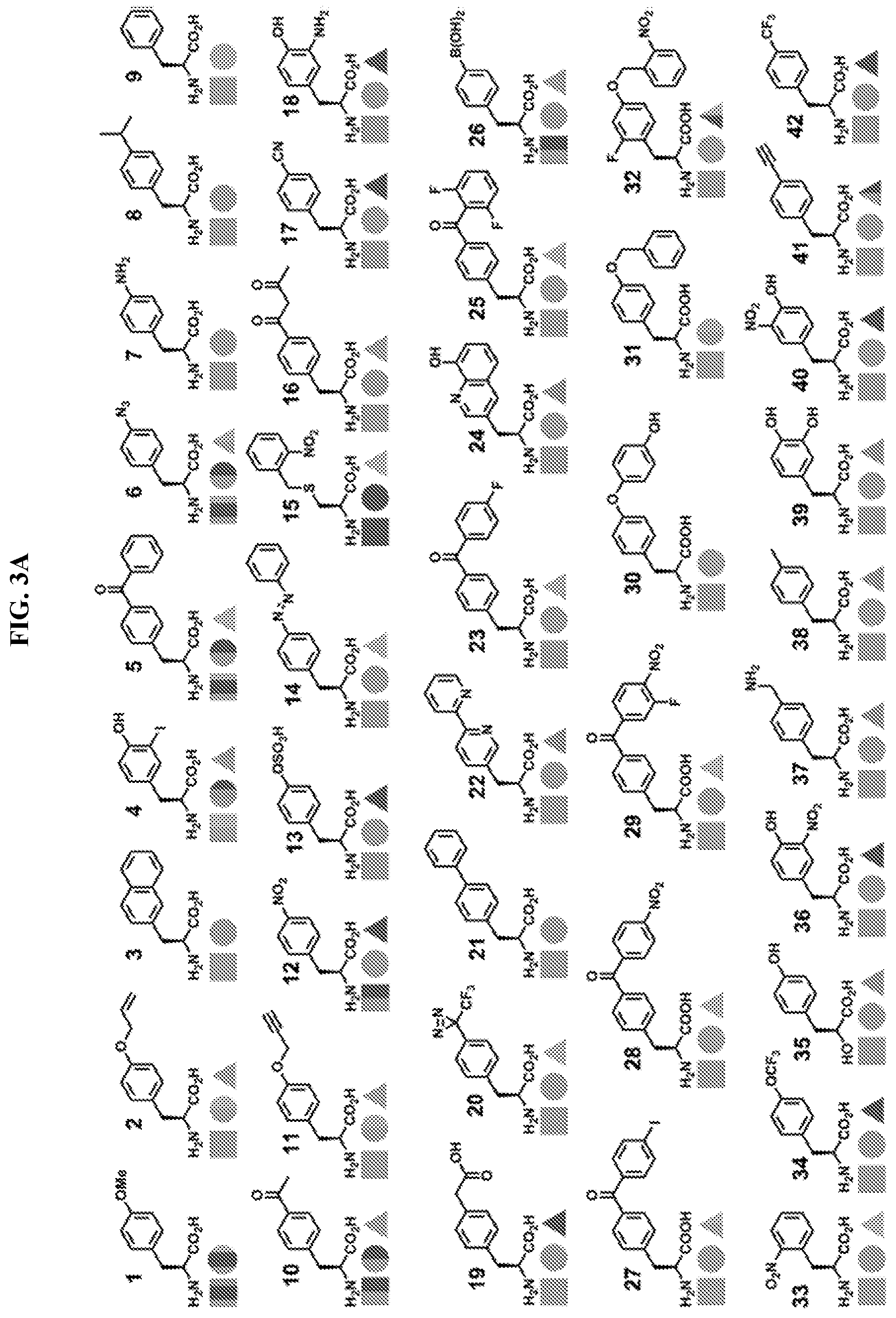 Patent US12318431 Figure 4 – Cytokine conjugates for the treatment of proliferative and infectious diseases