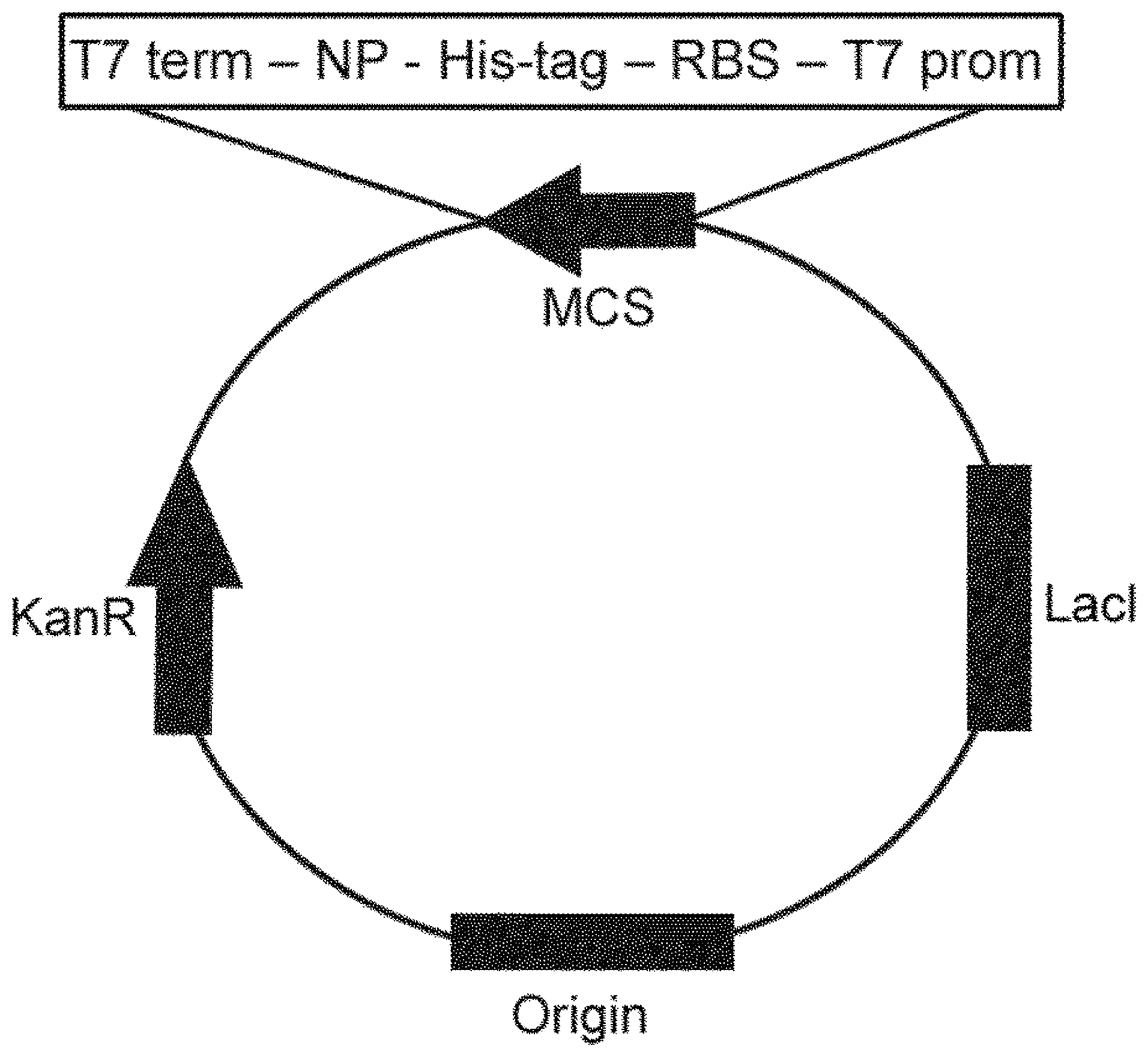 Patent US12318435 — Recombinant protein produced from cholinesterase gene derived from Pseudomonas aeruginosa and the composition comprising the same for treating or preventing a neurological disease — Figure 1