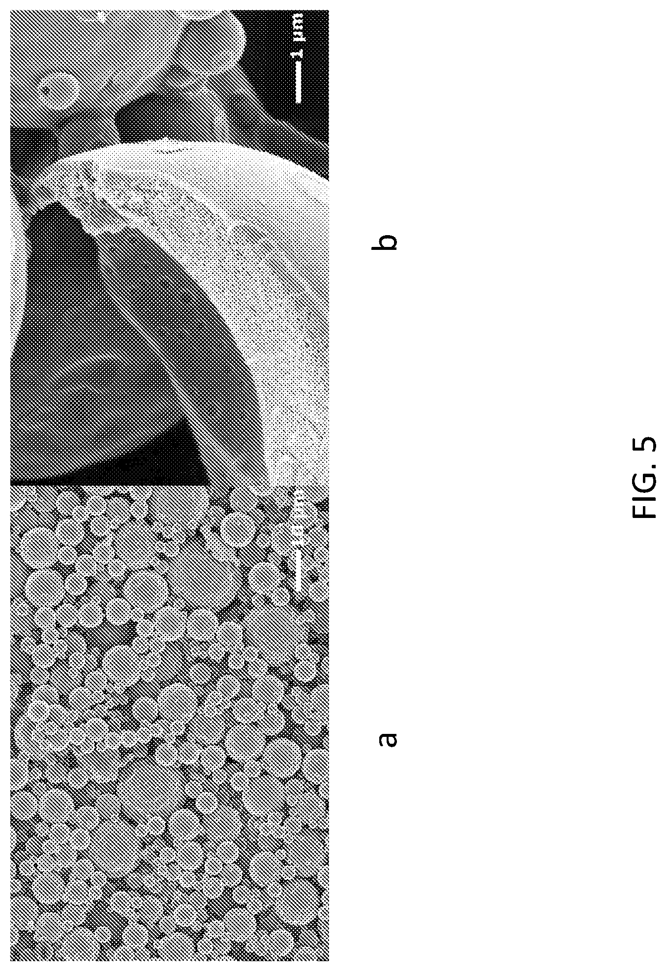 Patent US12318436 Figure 5 – Composition and method for spray drying an adjuvant vaccine emulsion