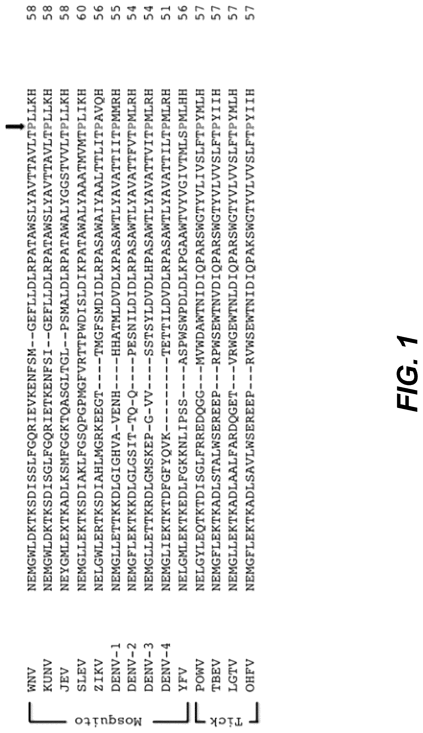 Patent US12318439 Figure 1 – Attenuating viral mutations in protein genes