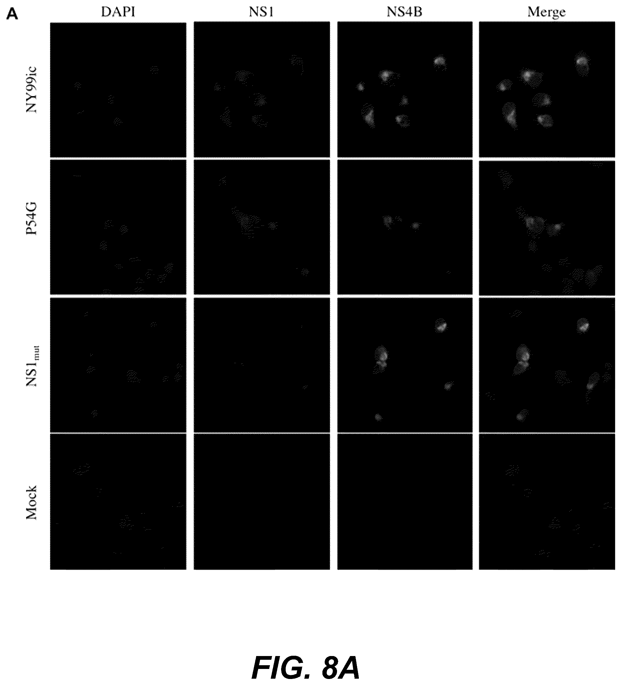 Patent US12318439 Figure 13 – Attenuating viral mutations in protein genes