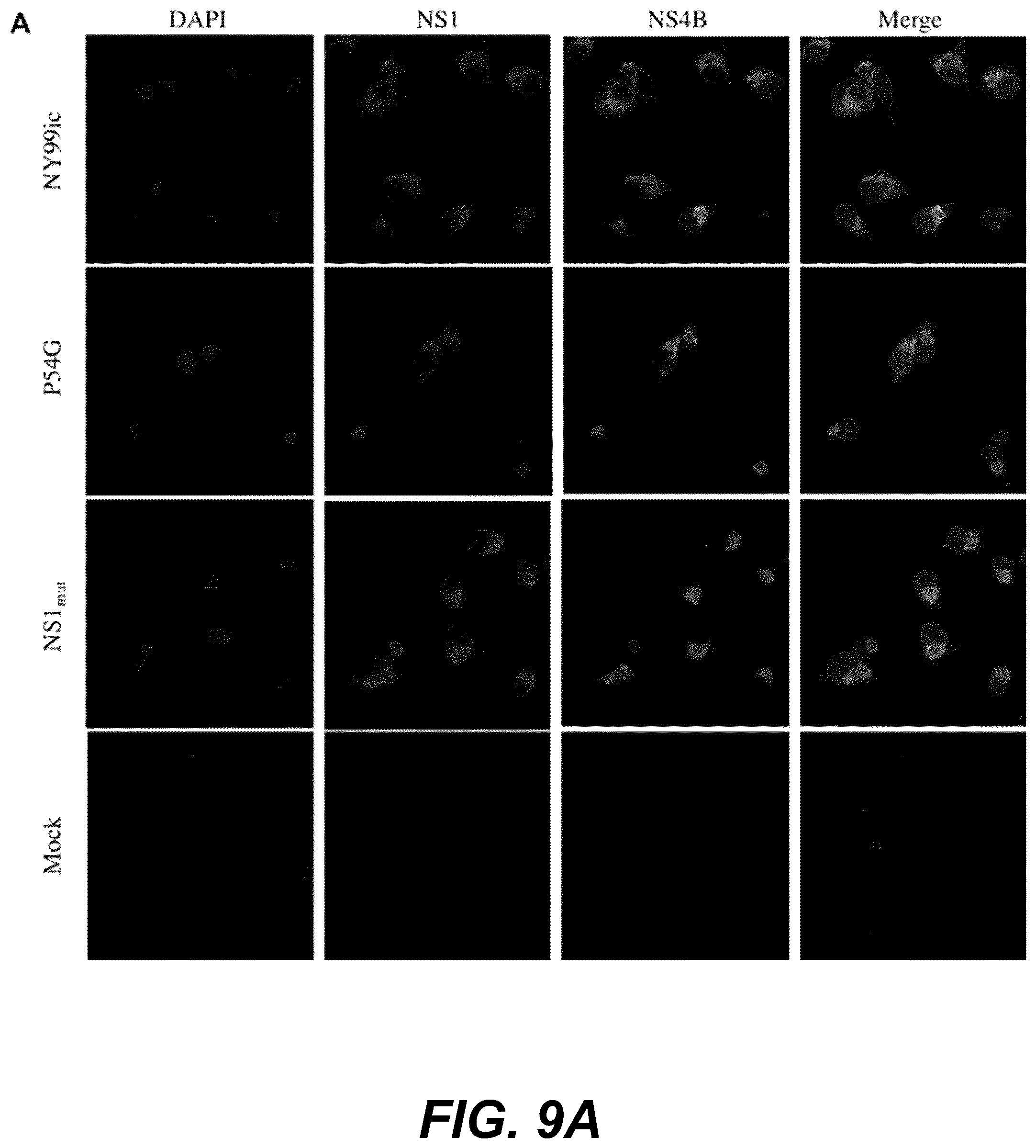 Patent US12318439 Figure 15 – Attenuating viral mutations in protein genes