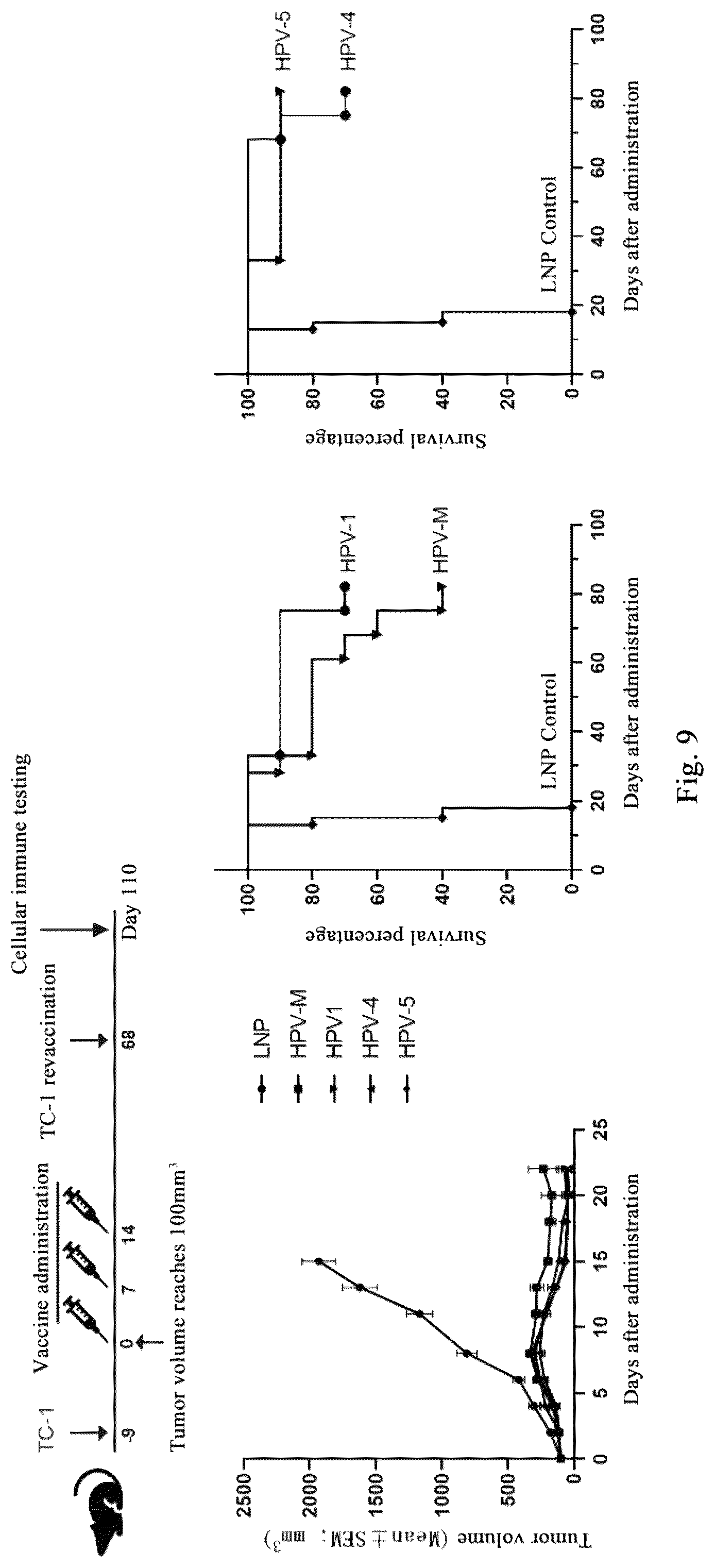 Patent US12318441 Figure 12 – Polynucleotide molecules used for the prevention or treatment of HPV infection related diseases
