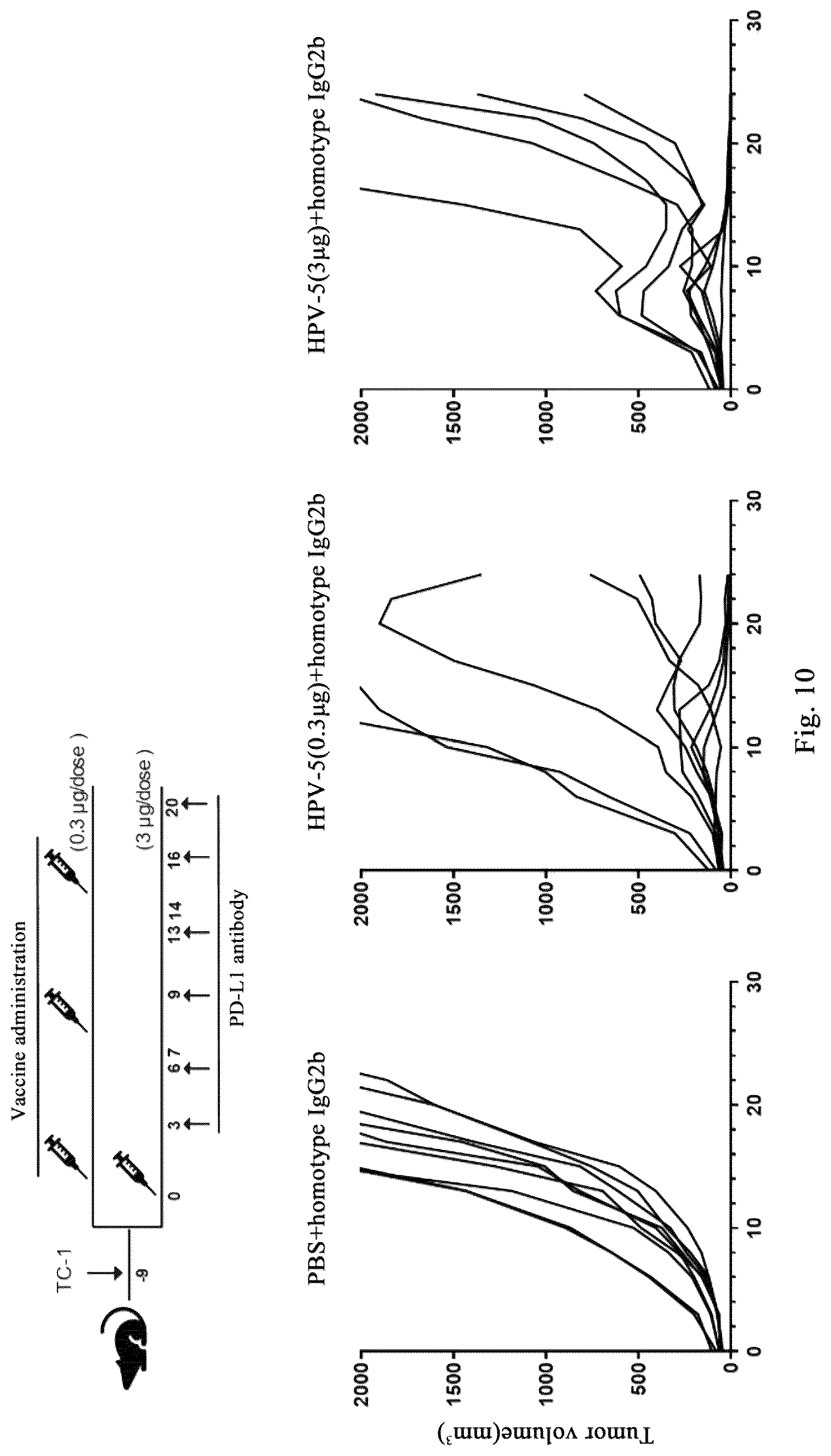 Patent US12318441 Figure 14 – Polynucleotide molecules used for the prevention or treatment of HPV infection related diseases