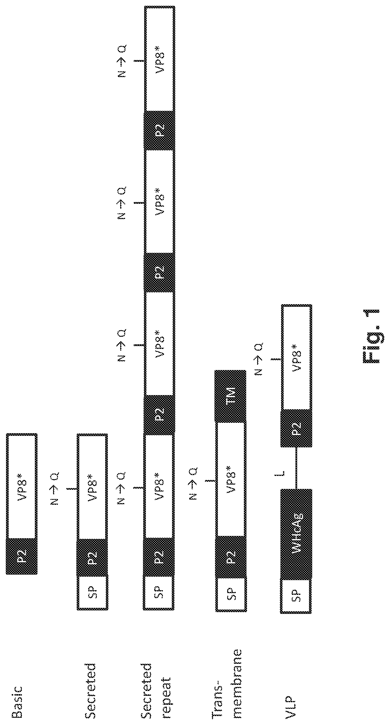 Patent US12318444 Figure 1 – Rotavirus vaccines
