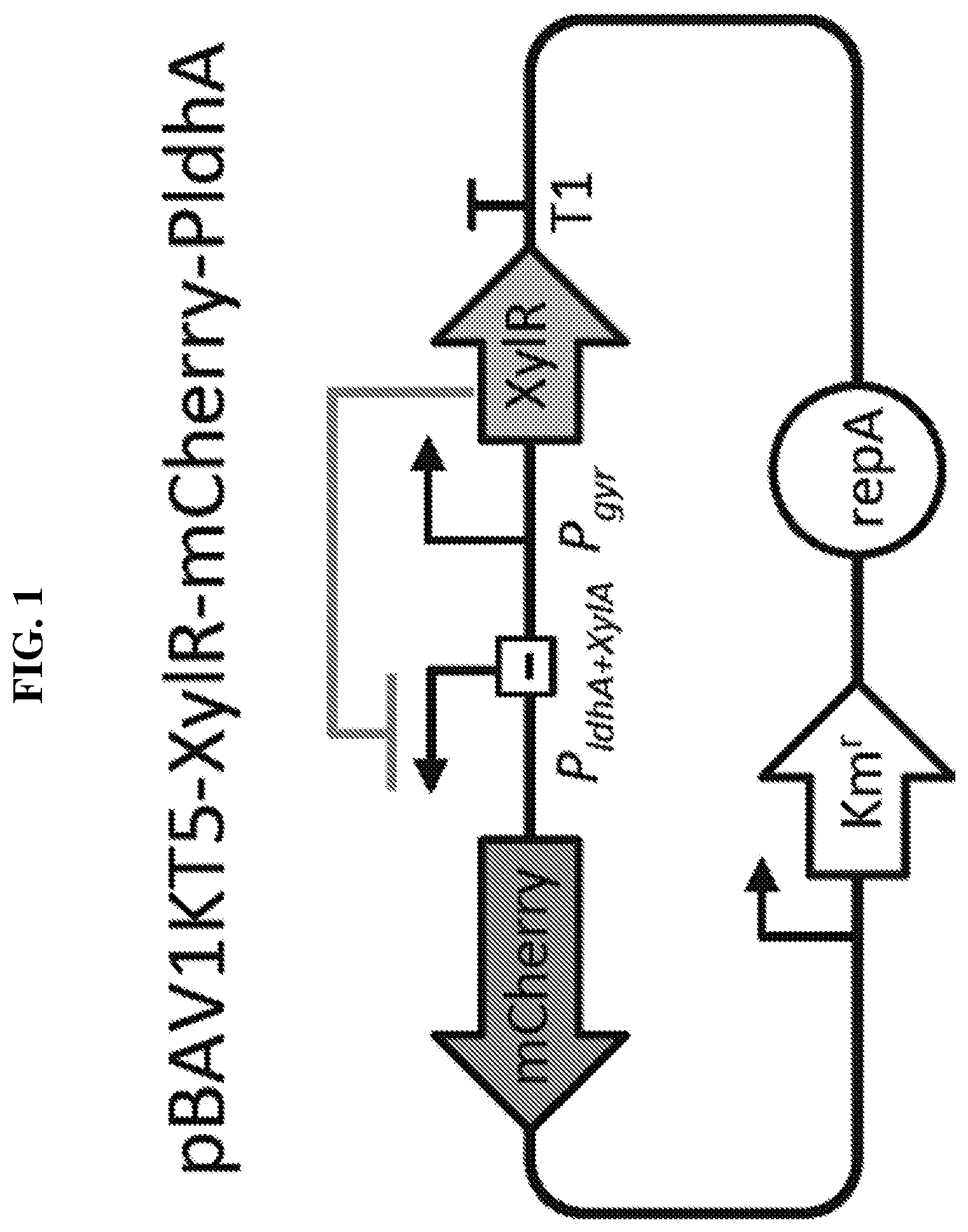 Patent US12318445 Figure 1 – Selectively altering microbiota for immune modulation