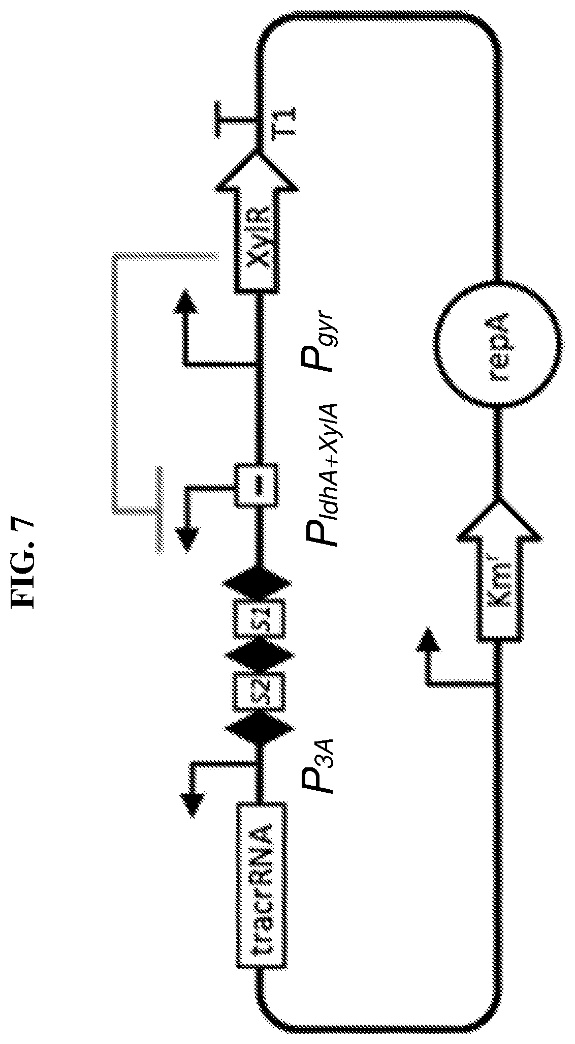 Patent US12318445 Figure 9 – Selectively altering microbiota for immune modulation