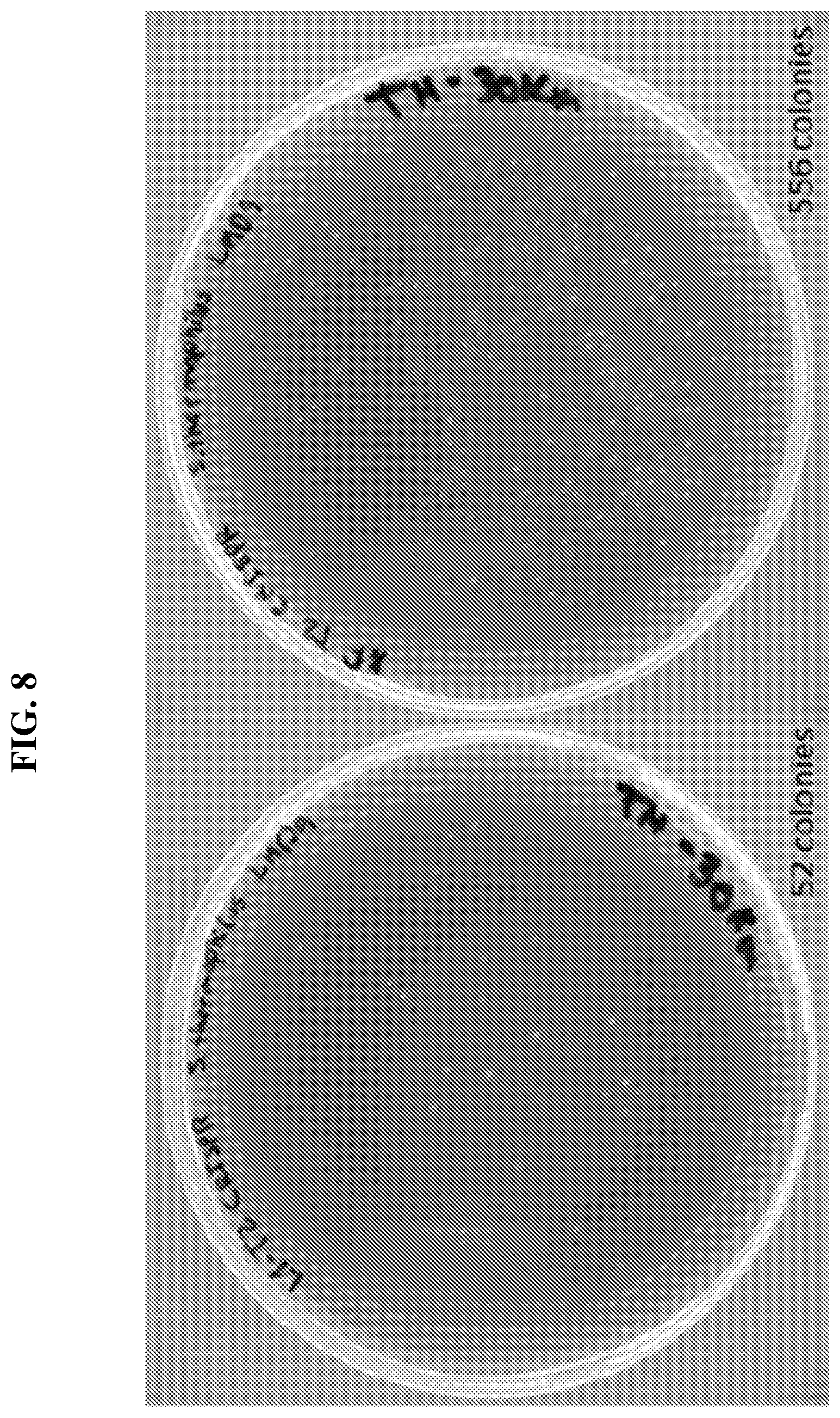 Patent US12318445 Figure 10 – Selectively altering microbiota for immune modulation