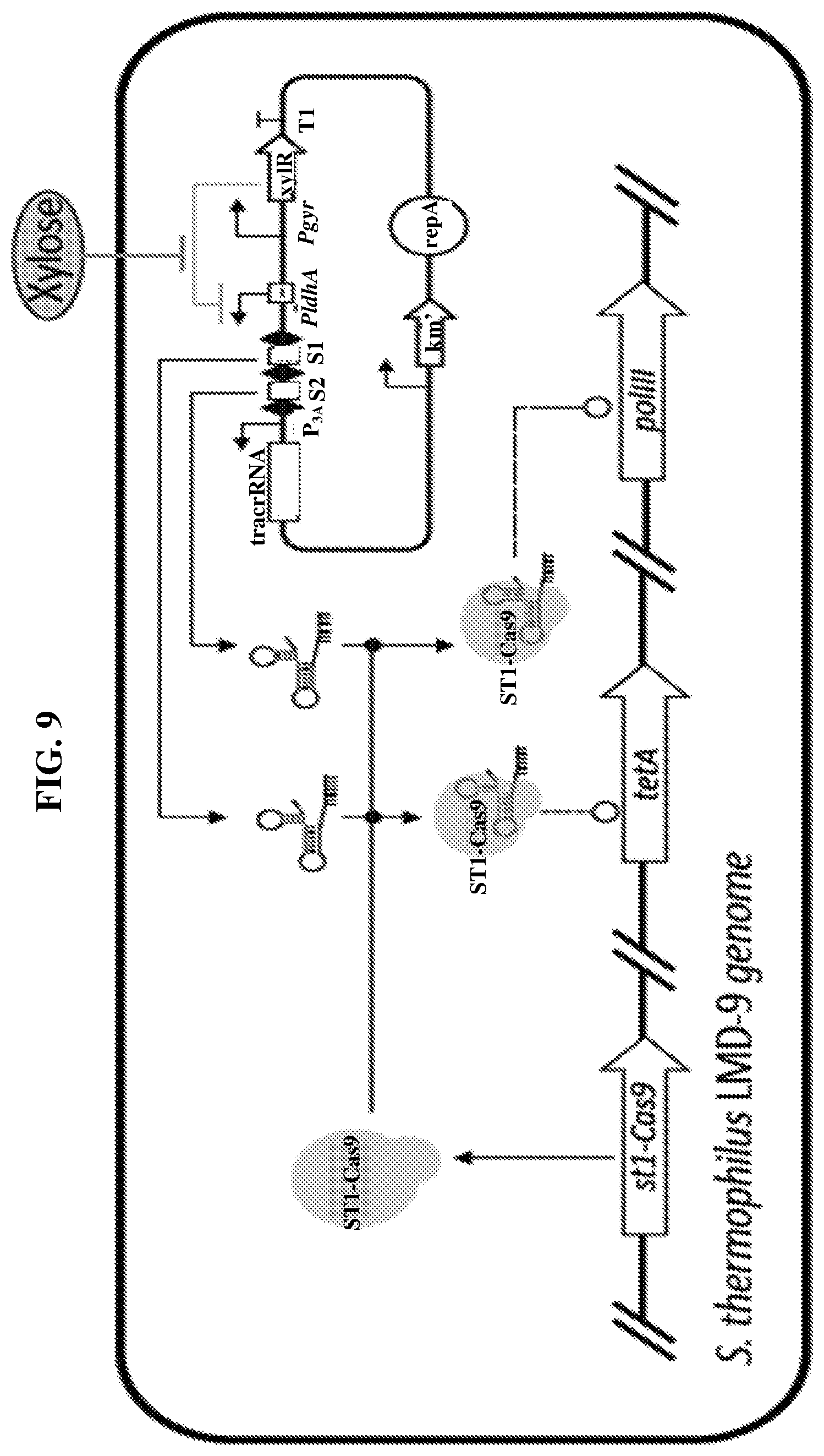 Patent US12318445 Figure 11 – Selectively altering microbiota for immune modulation