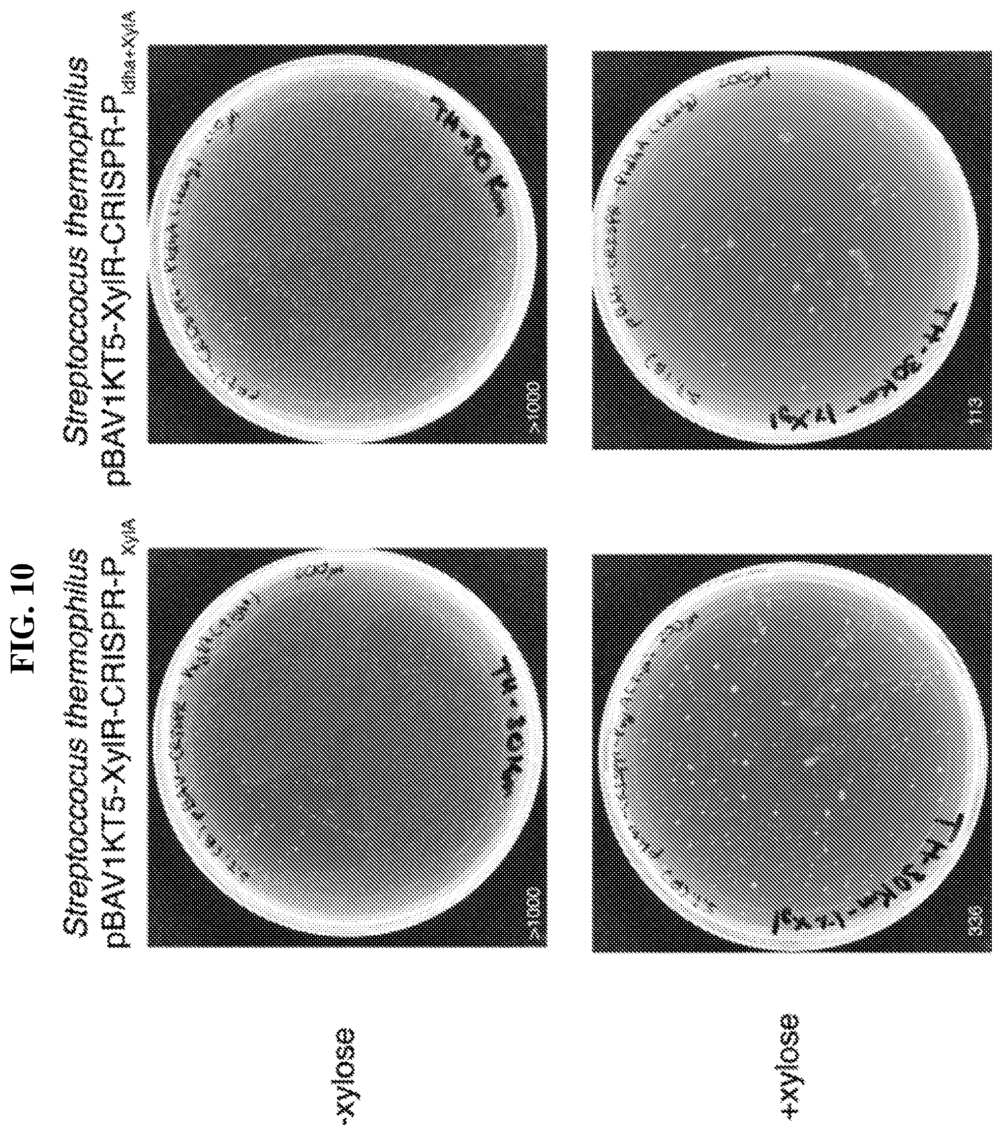 Patent US12318445 Figure 12 – Selectively altering microbiota for immune modulation