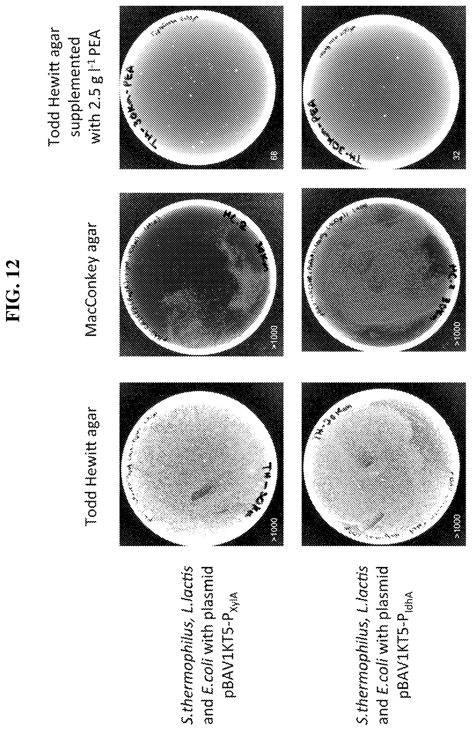 Patent US12318445 Figure 14 – Selectively altering microbiota for immune modulation