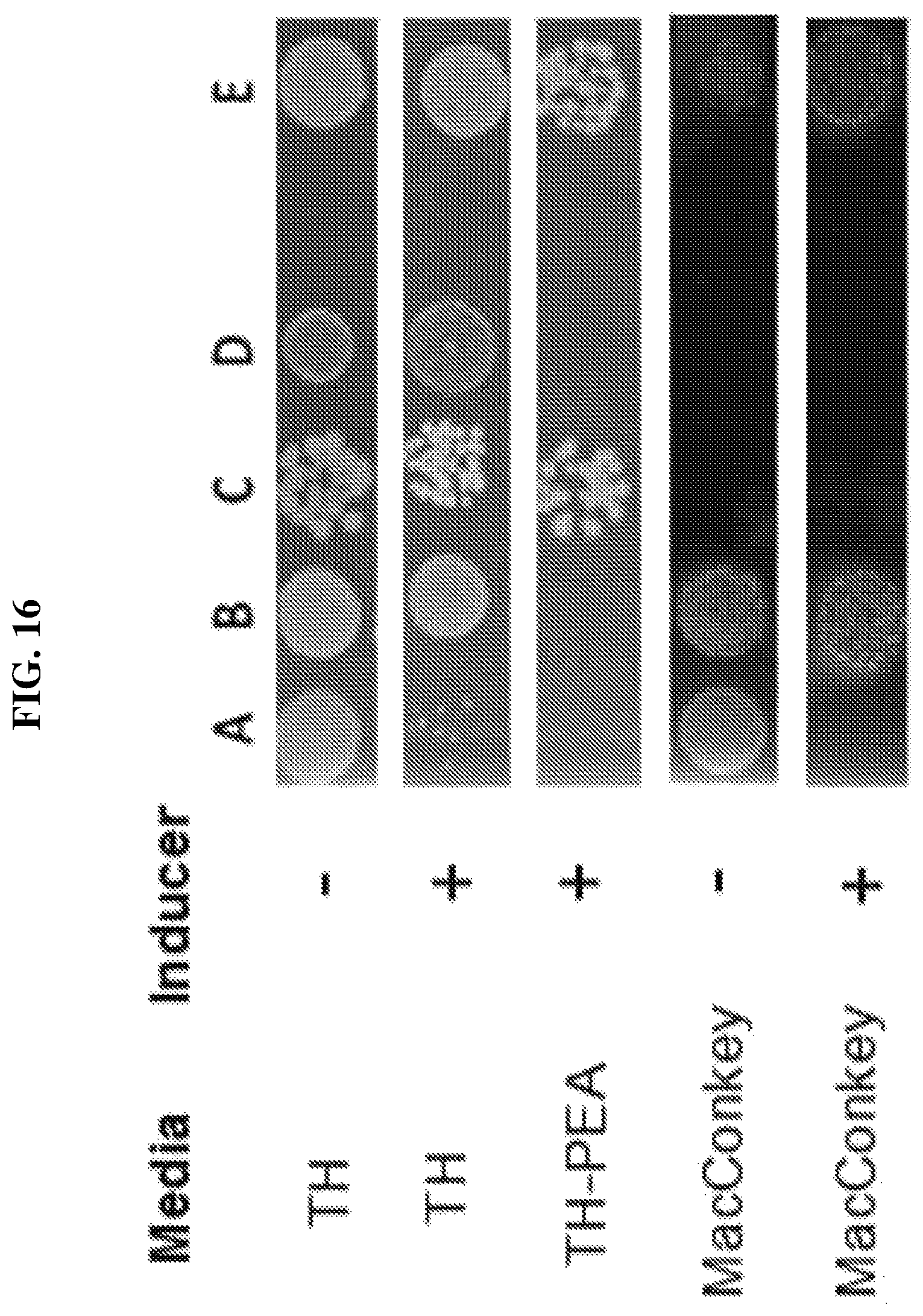 Patent US12318445 Figure 18 – Selectively altering microbiota for immune modulation