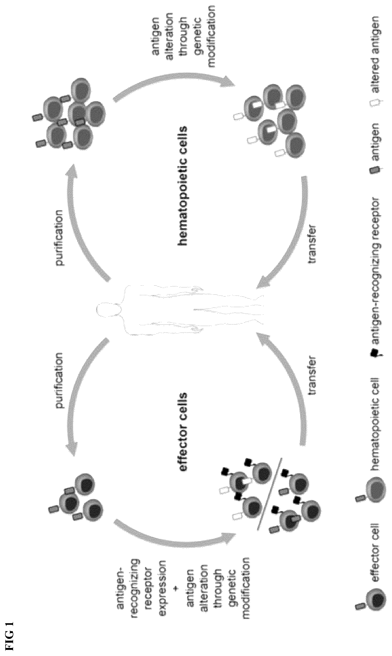 Patent US12318446 Figure 1 – Reducing side effects of immunotherapy using genetically modified hematopoietic cells