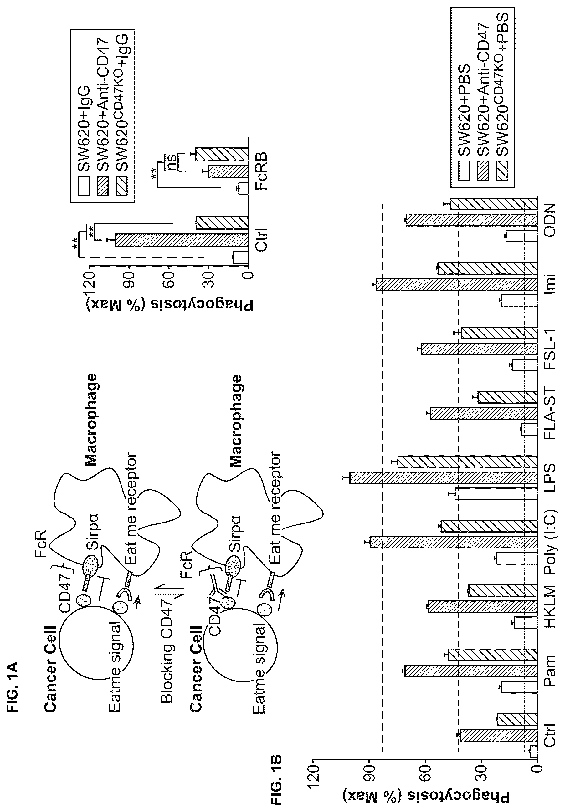 Patent US12318448 Figure 1 – Use of TLR agonist and anti-CD47 agent to enhance phagocytosis of cancer cells