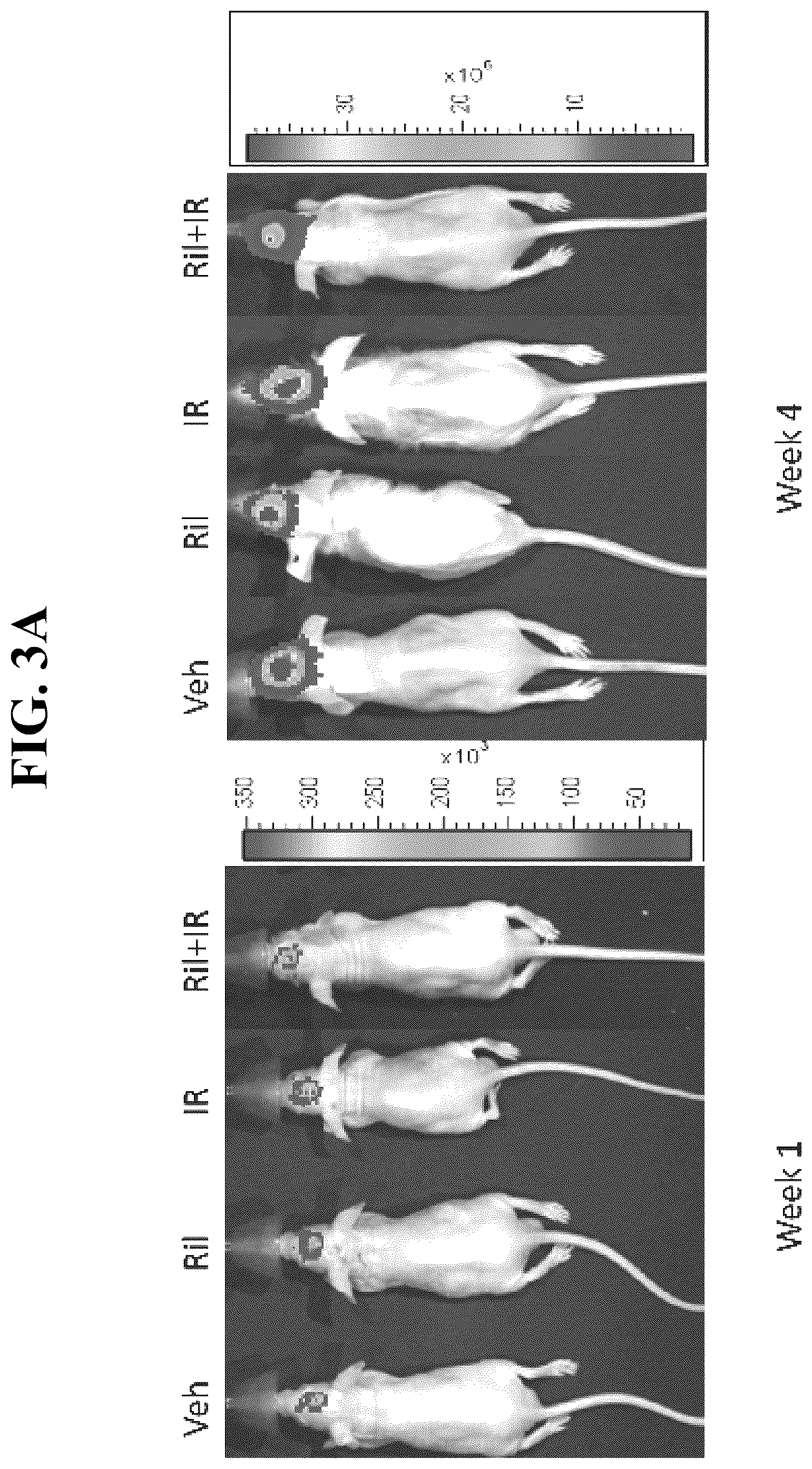 Patent US12318449 Figure 3 – Combination therapy using riluzole to enhance tumor sensitivity to ionizing radiation