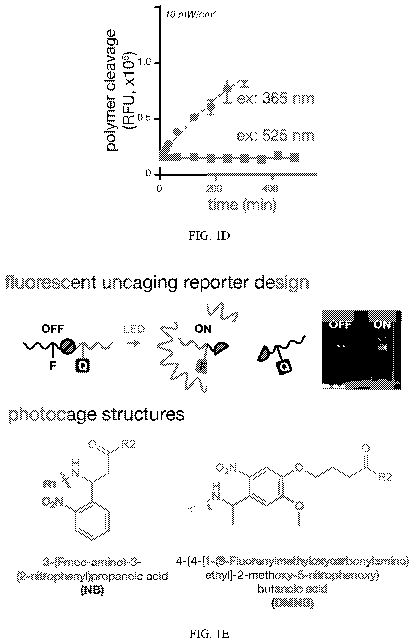 Patent US12318450 Figure 2 – Photolysis to unlock caged protein therapeutics