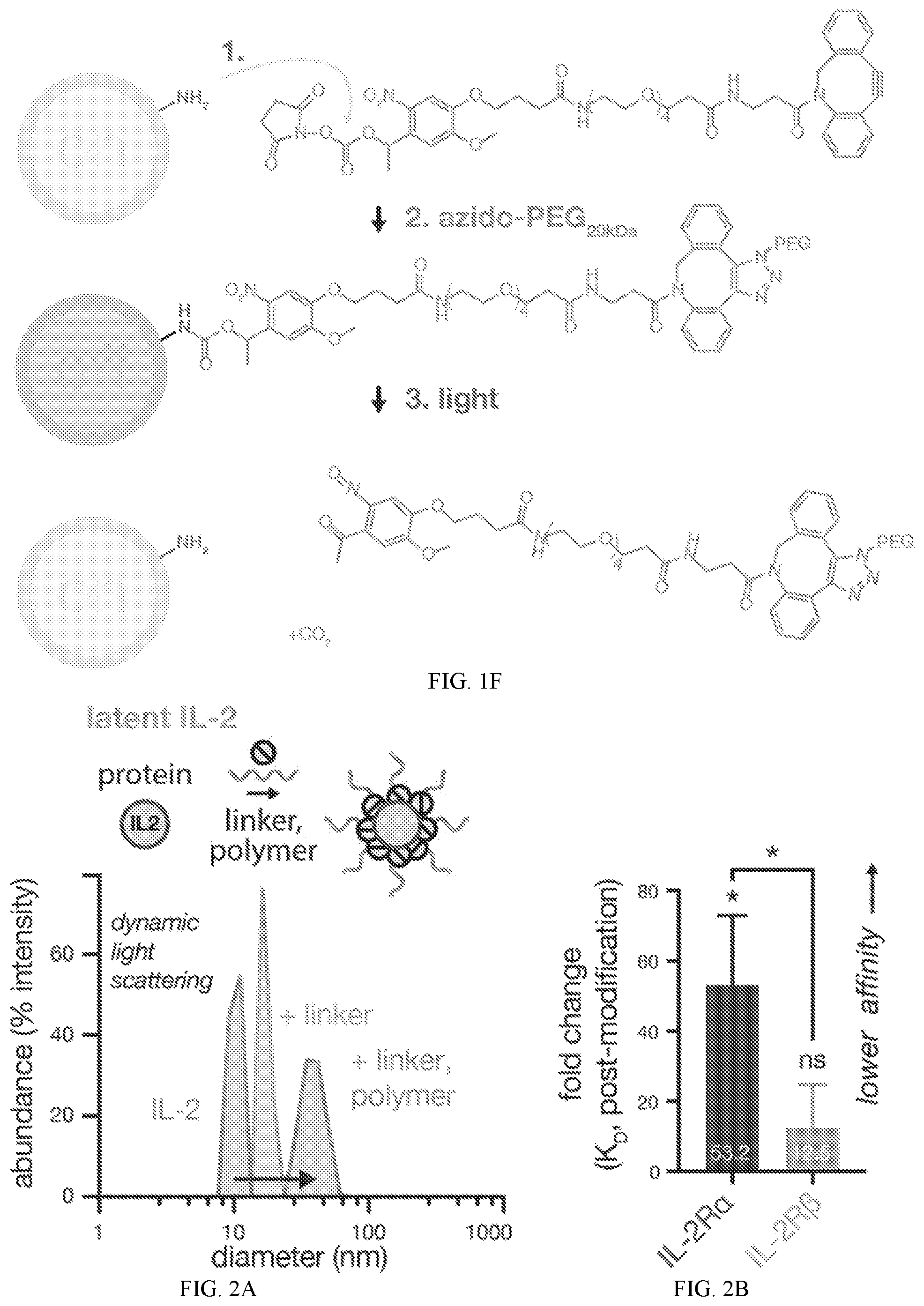Patent US12318450 Figure 3 – Photolysis to unlock caged protein therapeutics