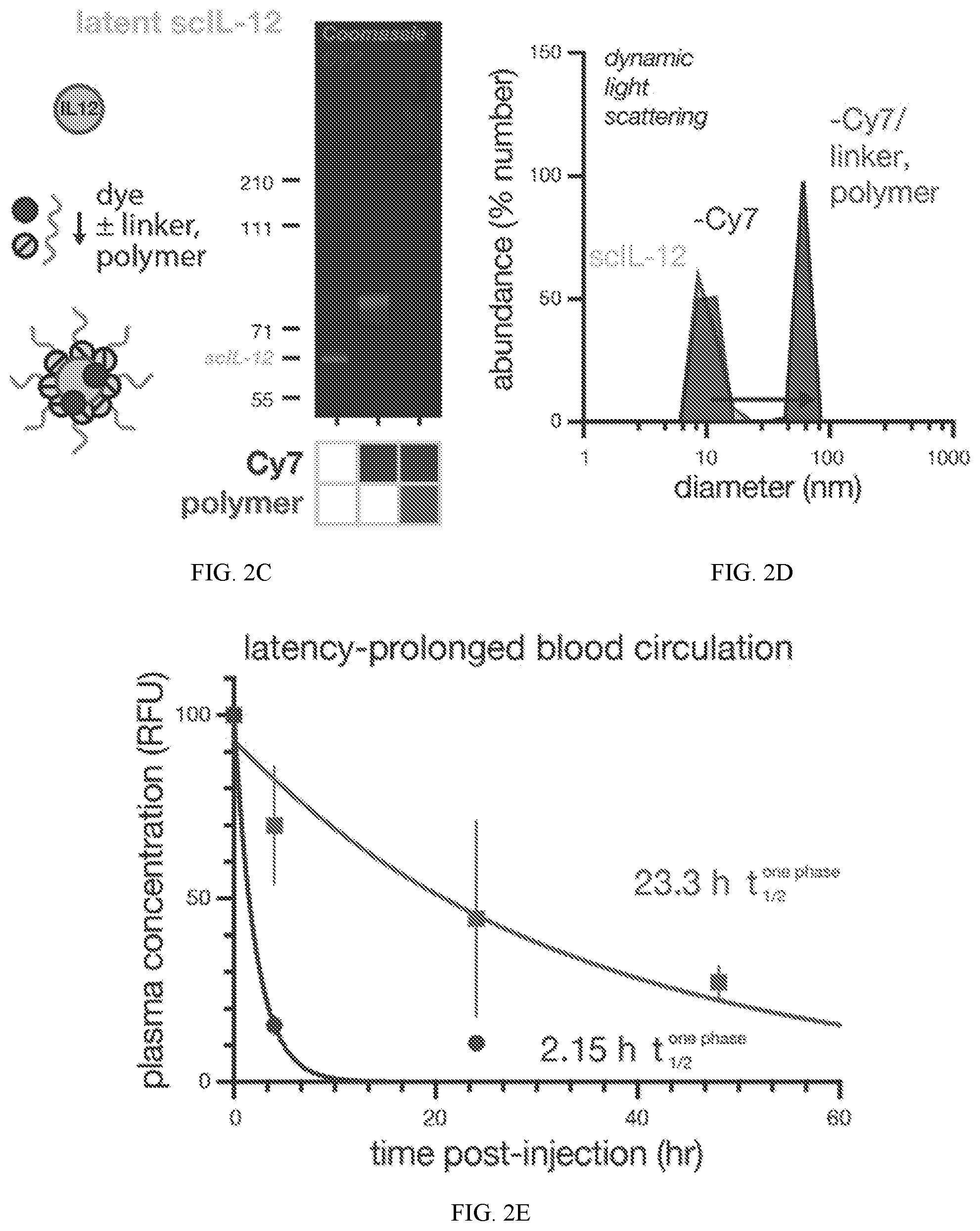 Patent US12318450 Figure 4 – Photolysis to unlock caged protein therapeutics