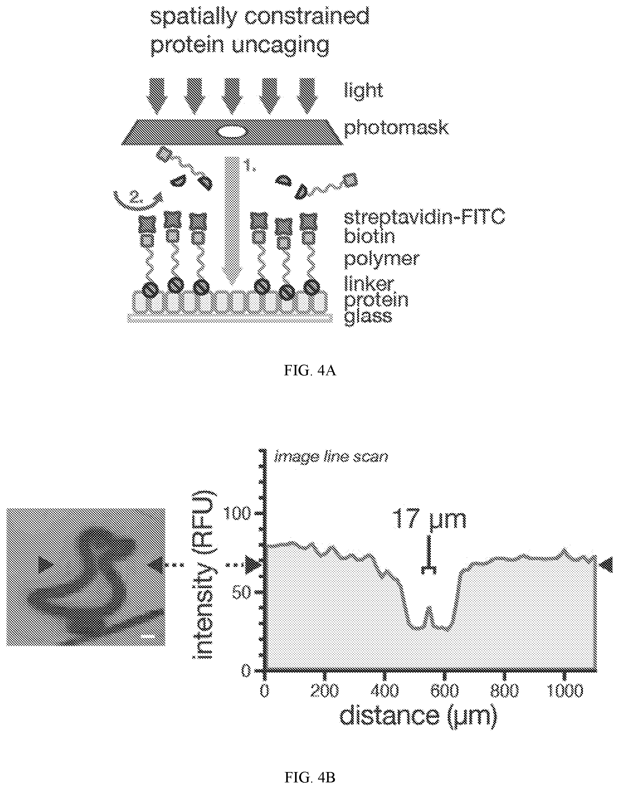Patent US12318450 Figure 6 – Photolysis to unlock caged protein therapeutics