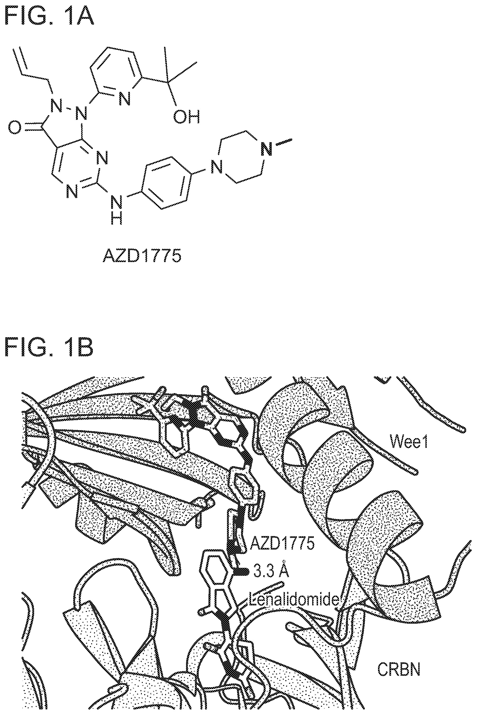 Patent US12318452 Figure 1 – Degraders of WEE1 kinase
