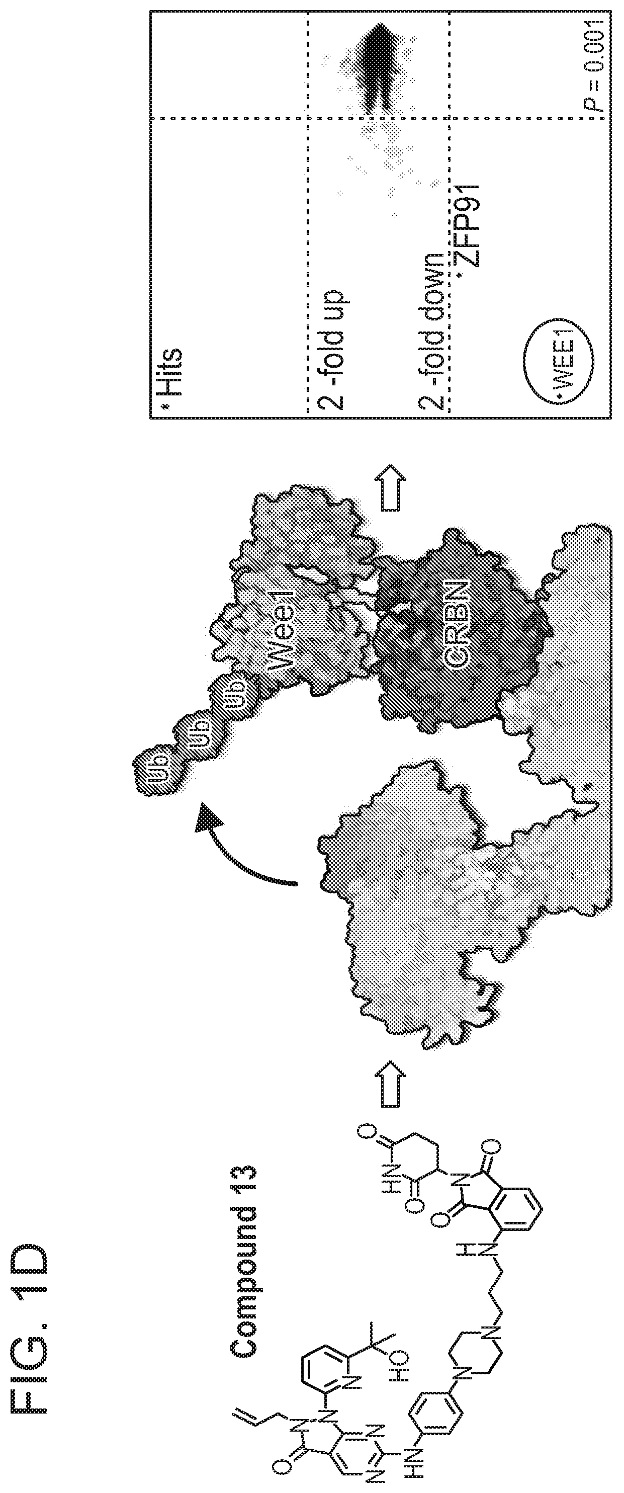 Patent US12318452 Figure 3 – Degraders of WEE1 kinase
