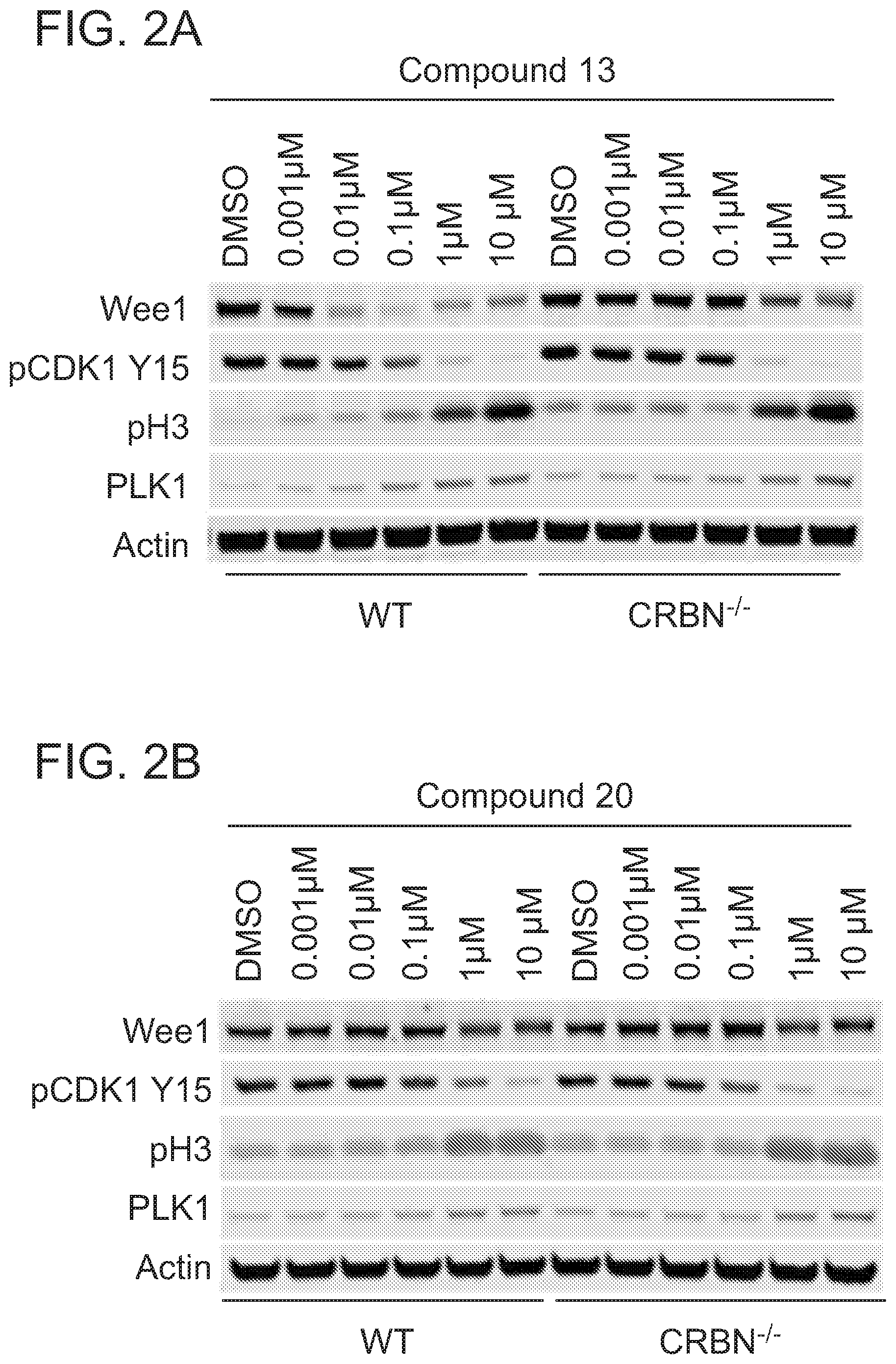 Patent US12318452 Figure 4 – Degraders of WEE1 kinase