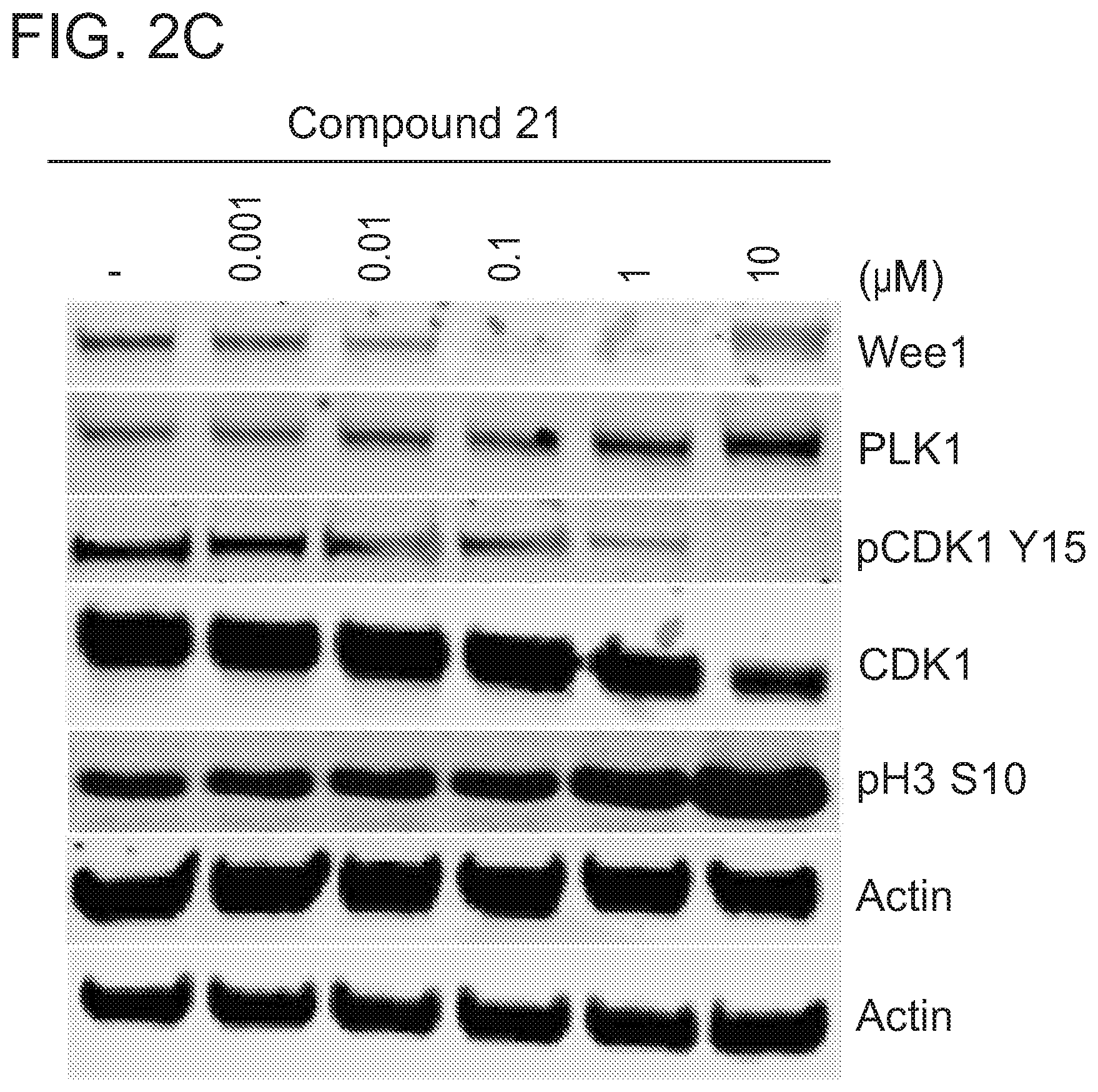Patent US12318452 Figure 5 – Degraders of WEE1 kinase