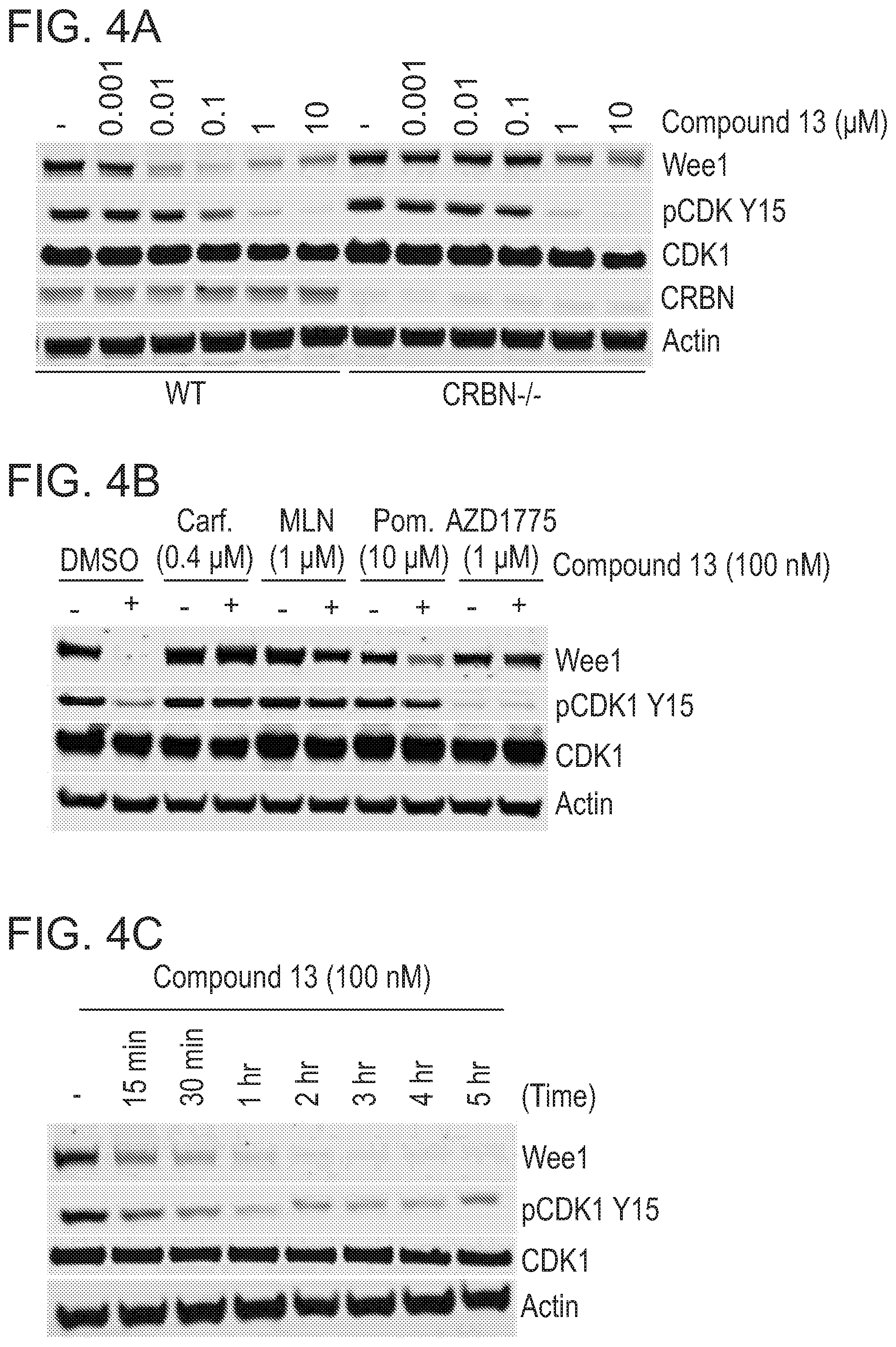 Patent US12318452 Figure 7 – Degraders of WEE1 kinase