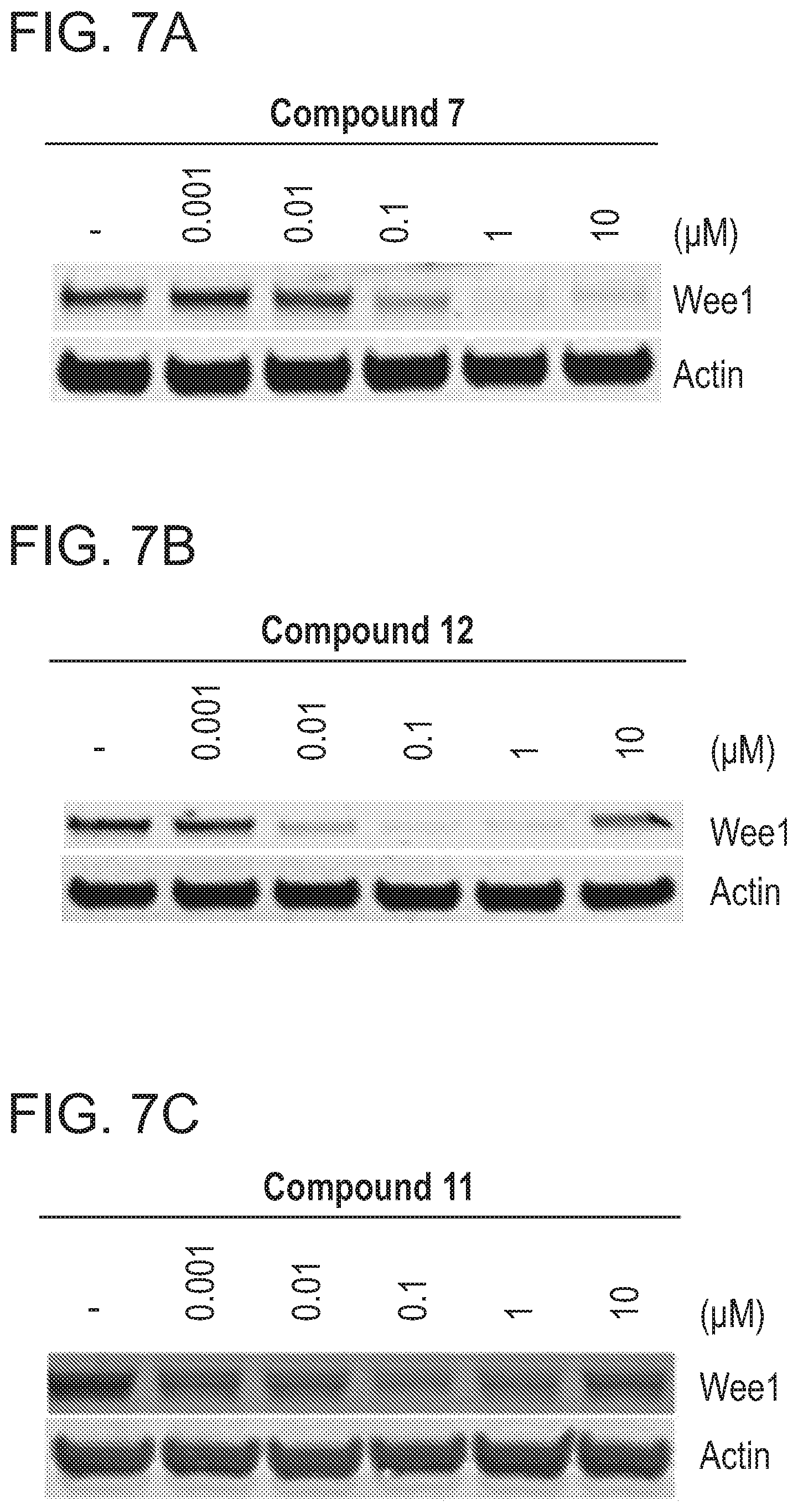 Patent US12318452 Figure 14 – Degraders of WEE1 kinase