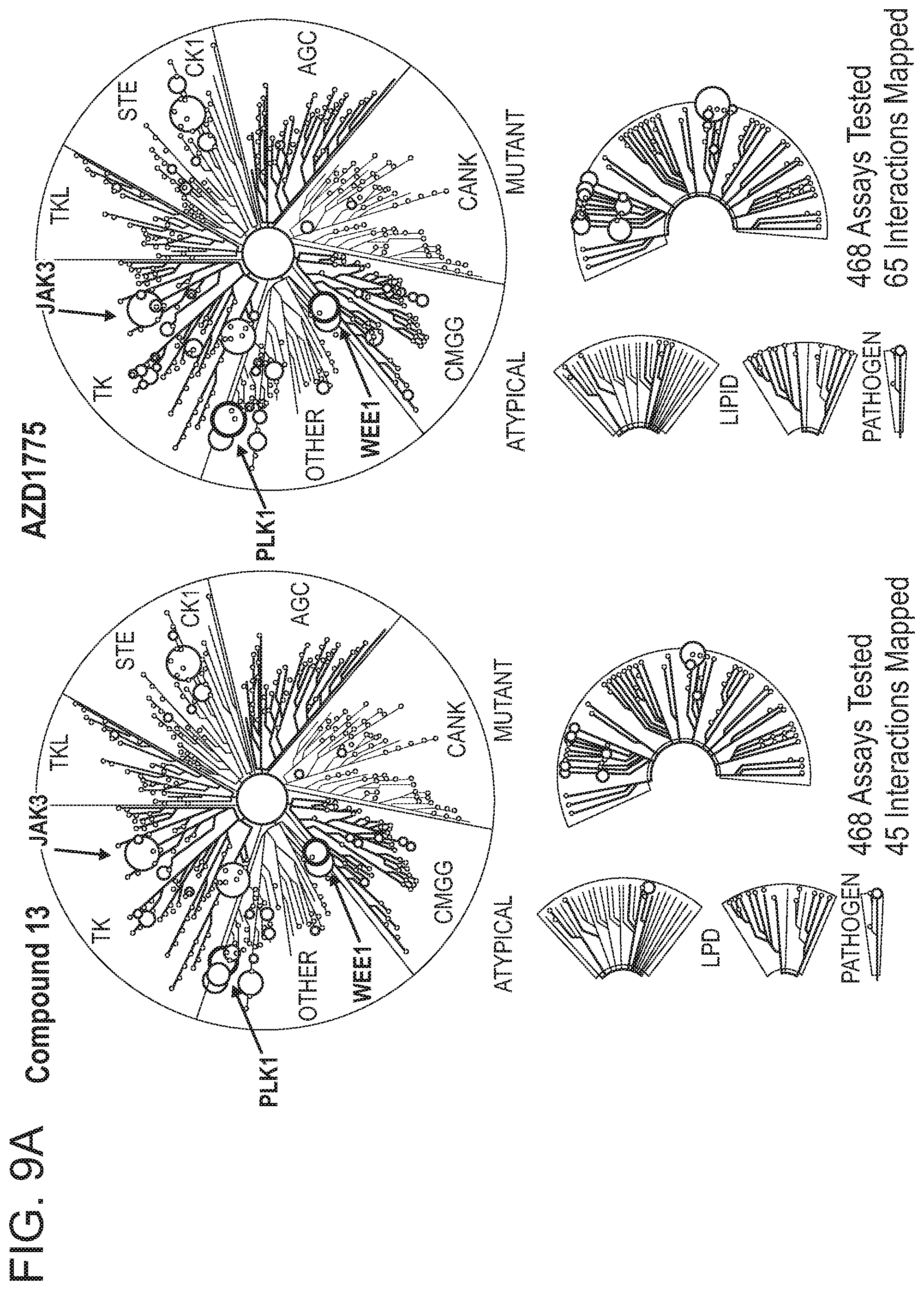 Patent US12318452 Figure 16 – Degraders of WEE1 kinase