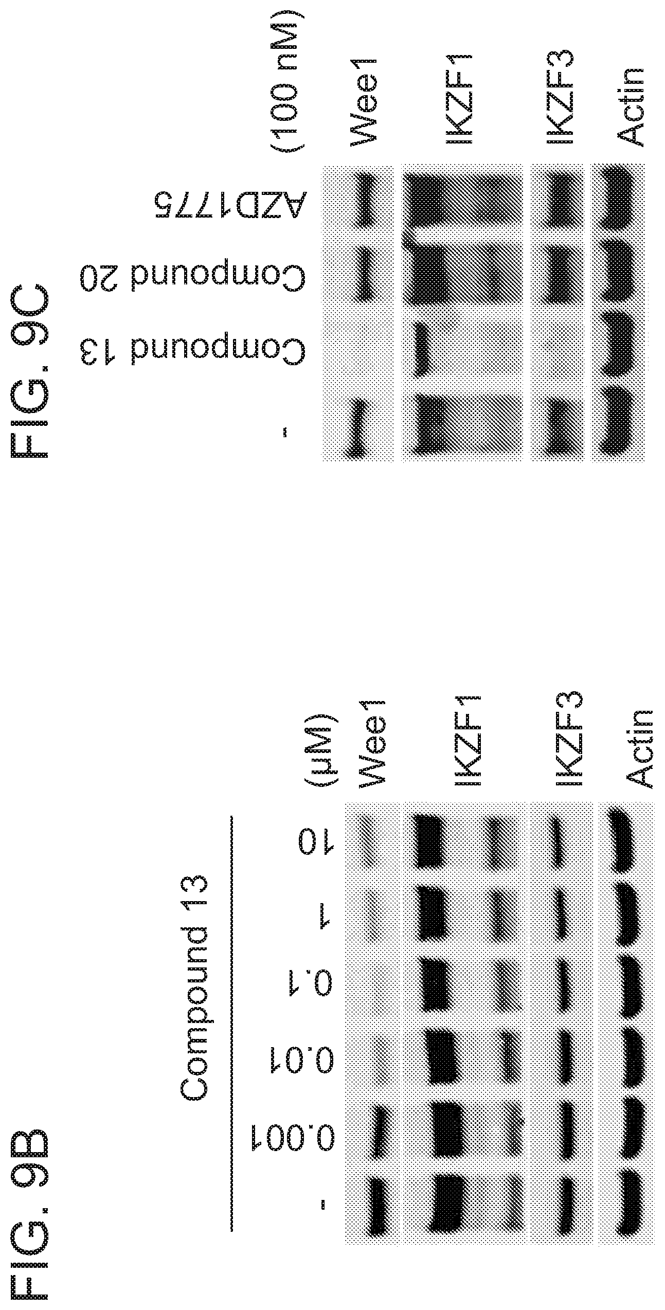 Patent US12318452 Figure 17 – Degraders of WEE1 kinase