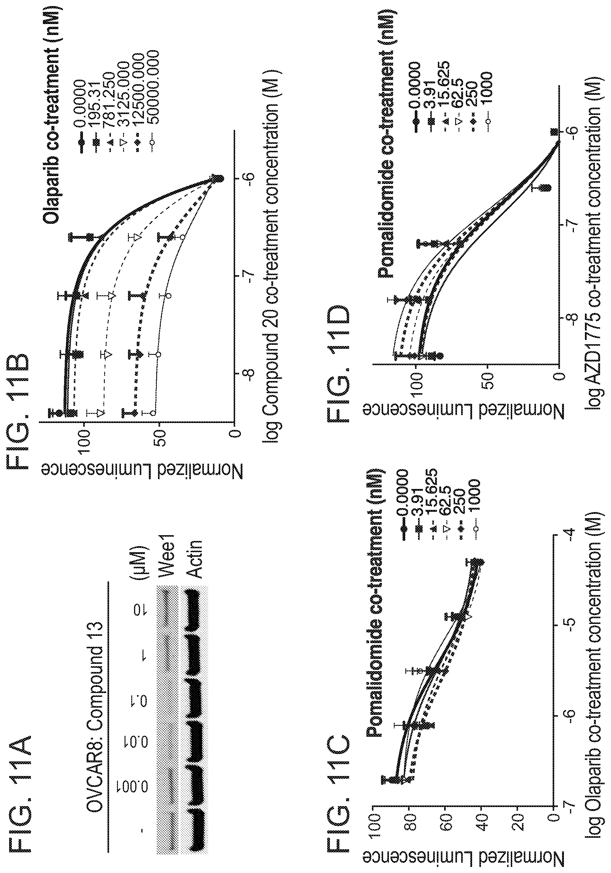 Patent US12318452 Figure 19 – Degraders of WEE1 kinase