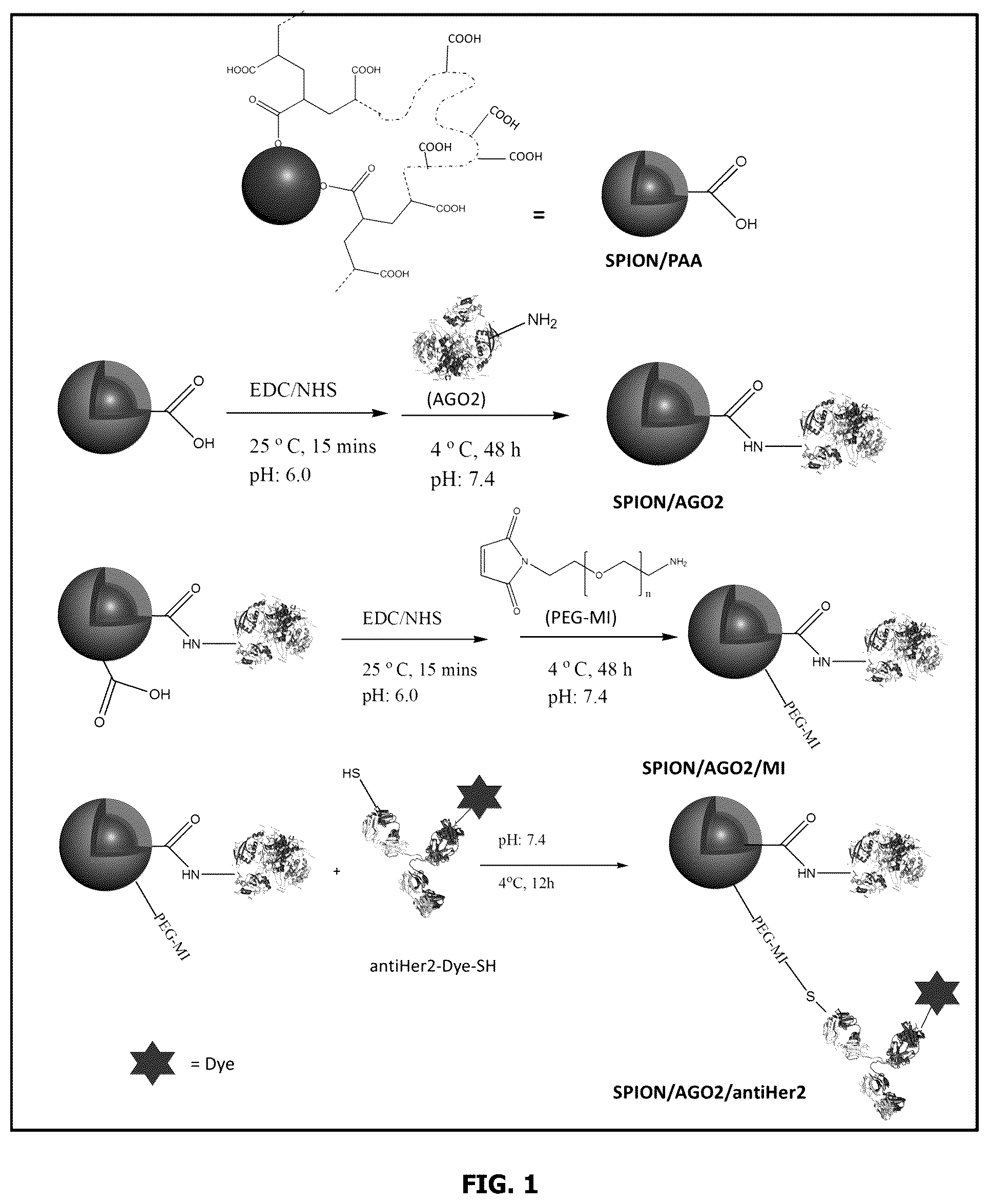 Patent US12318456 Figure 1 – Therapeutic nanoparticles containing argonaute for microRNA delivery and compositions and methods using same