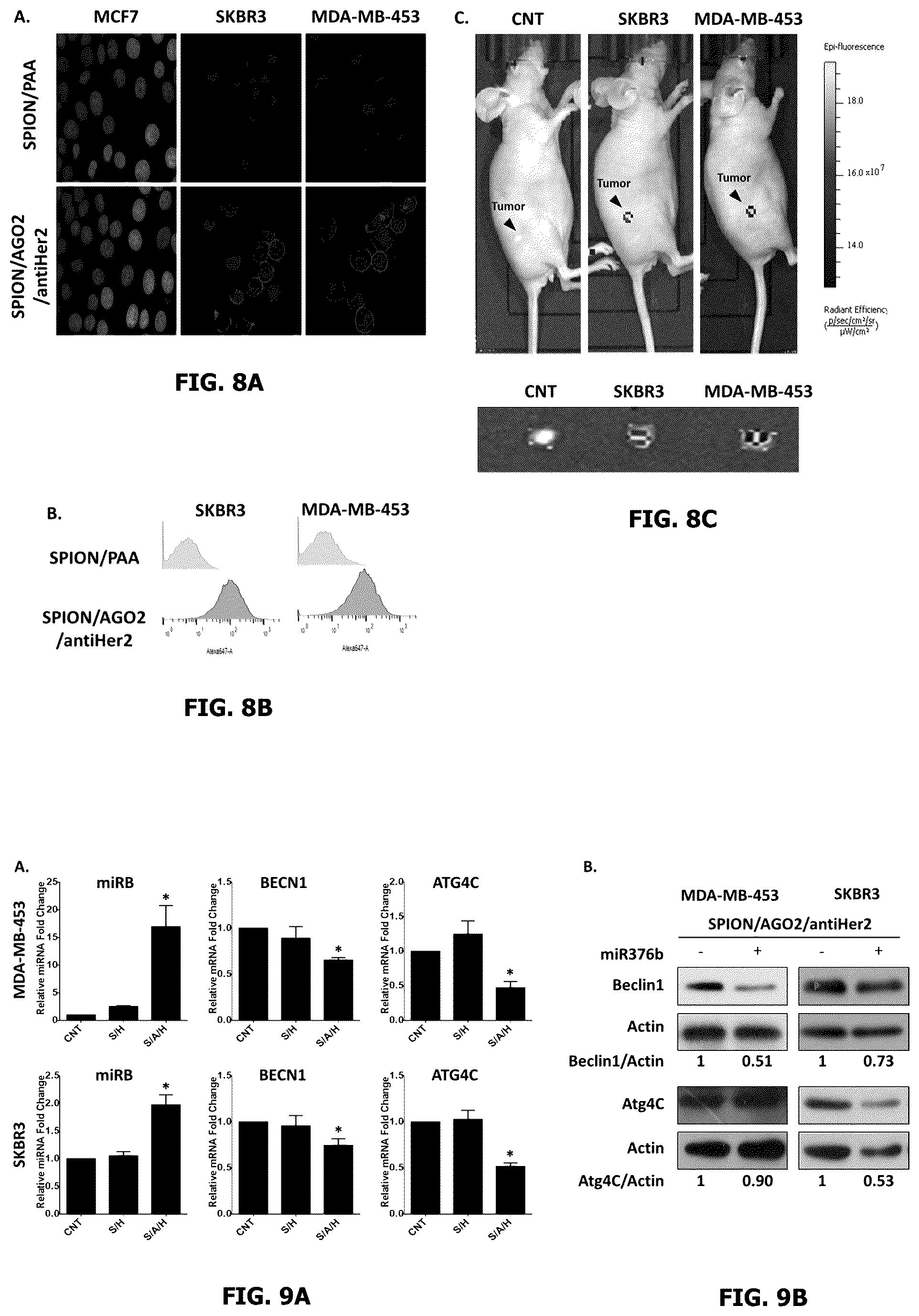 Patent US12318456 Figure 5 – Therapeutic nanoparticles containing argonaute for microRNA delivery and compositions and methods using same