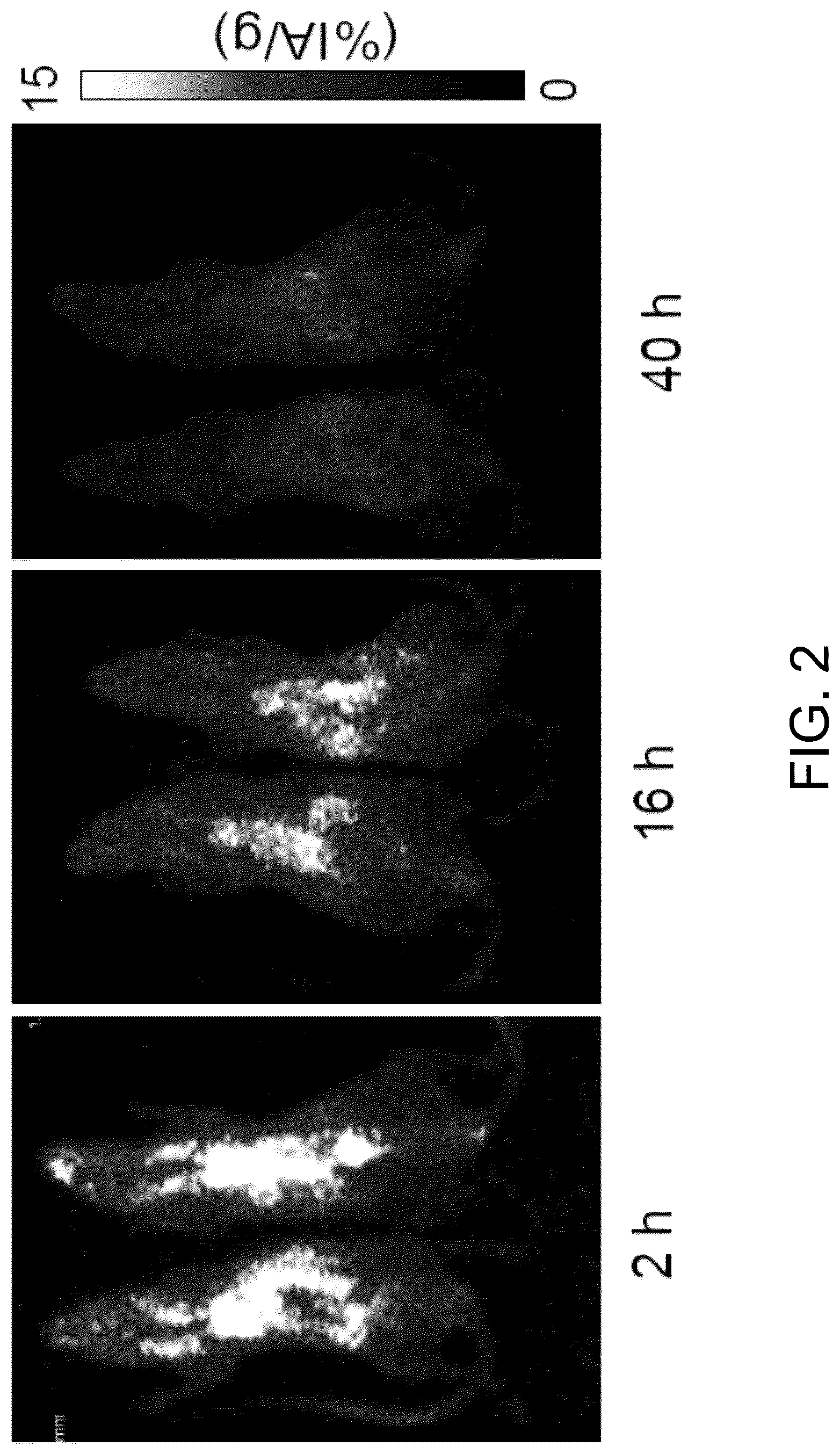 Patent US12318458 Figure 2 – PSMA-targeting ligands with optimal properties for imaging and therapy