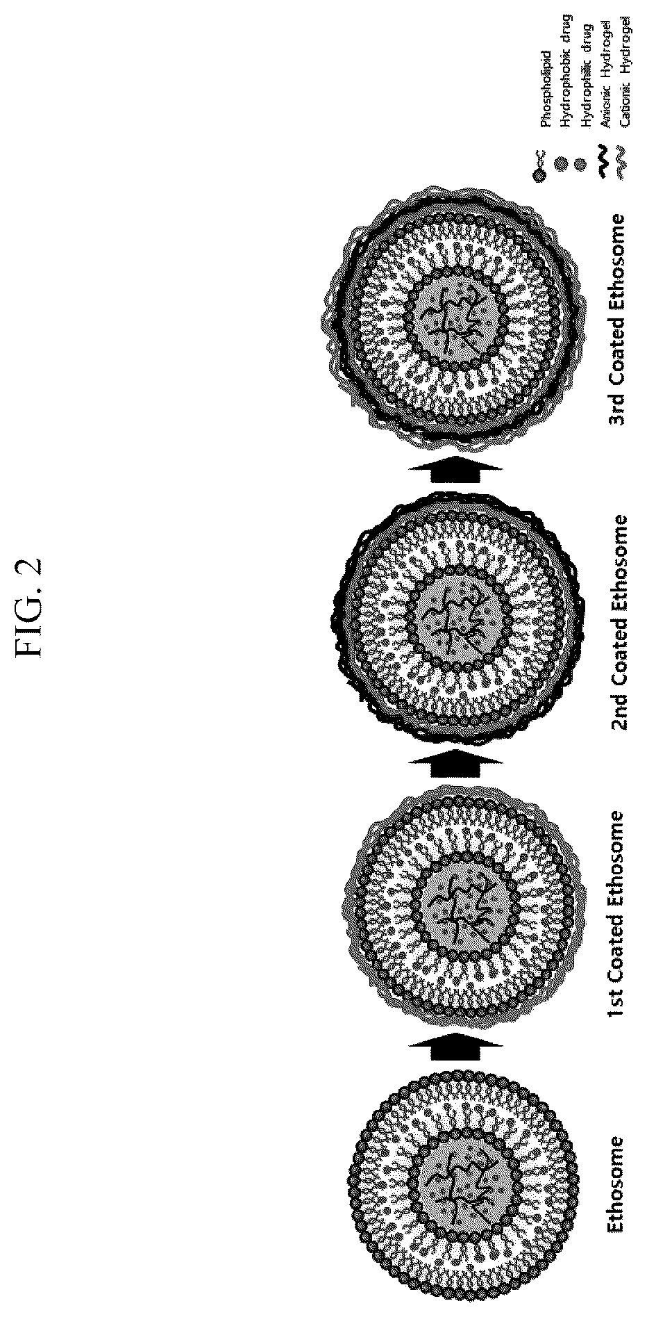 Patent US12318462 Figure 2 – Multi-coated nanoparticles comprising multiple coating layers of chitosan and polyglutamic acid, composition for skin care comprising the same and method for manufacturing the same