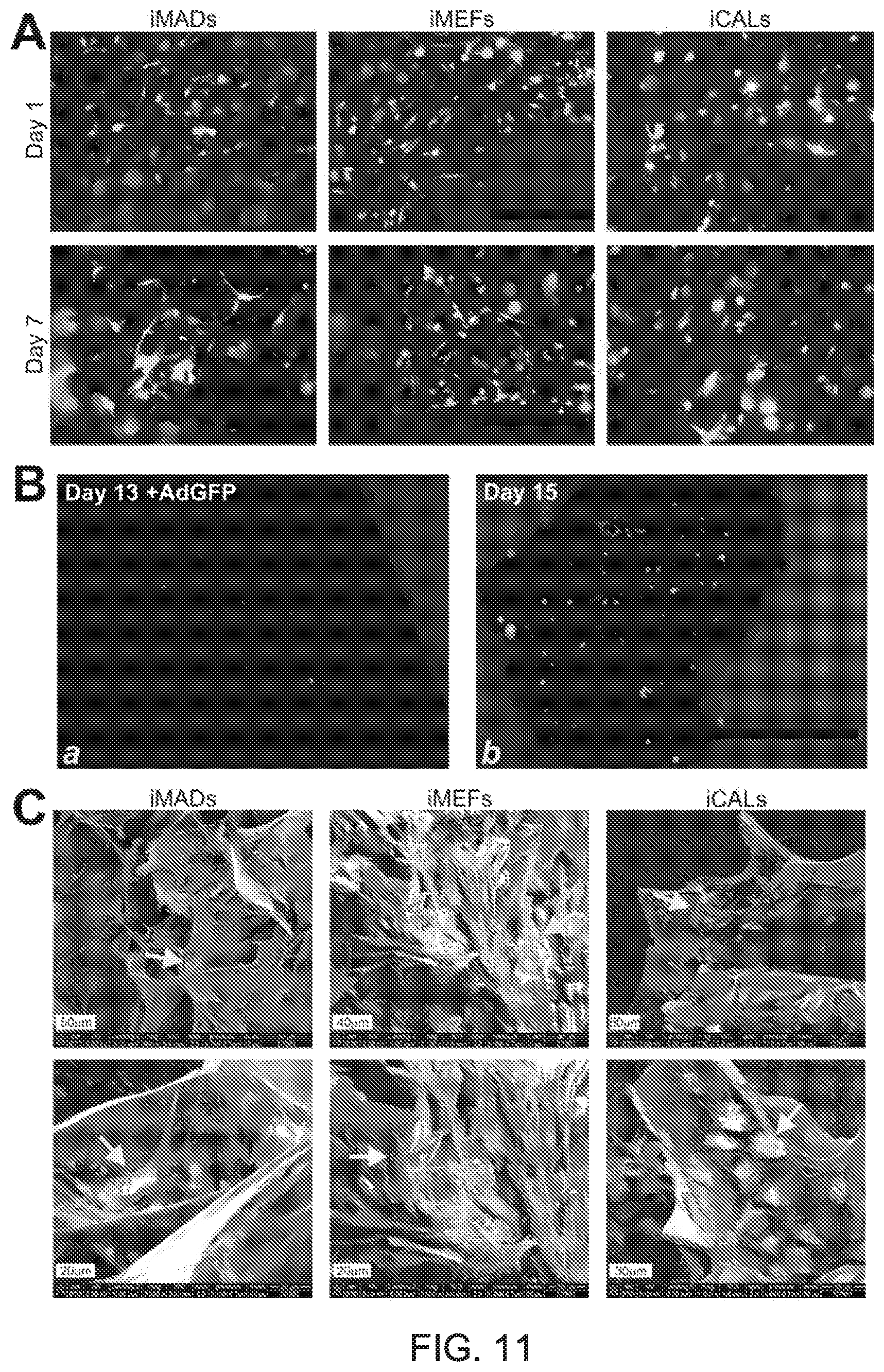 Patent US12318475 Figure 12 – Injectable pastes based on oppositely charged polymer/calcium phosphate nanoparticles