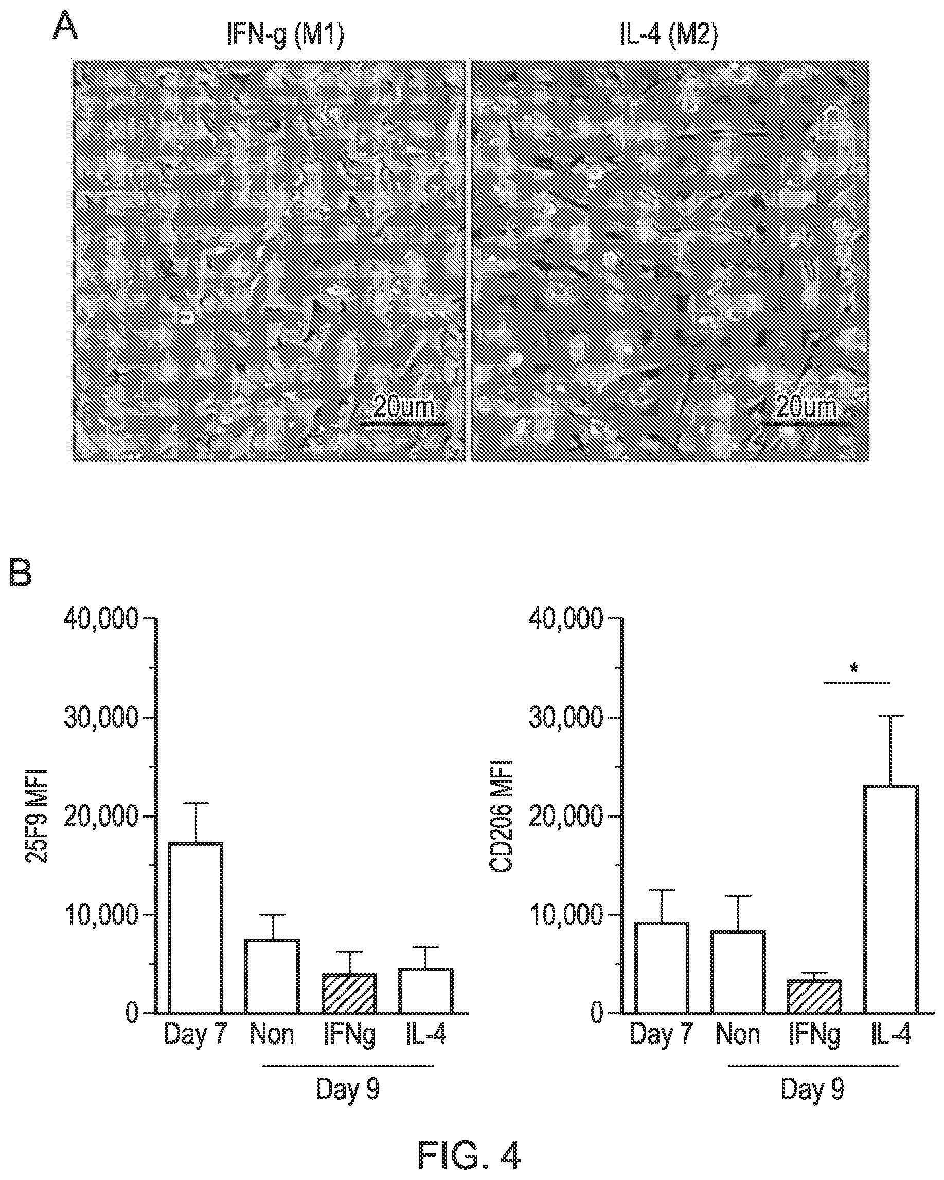 Patent US12318476 Figure 3 – Macrophage-based therapy