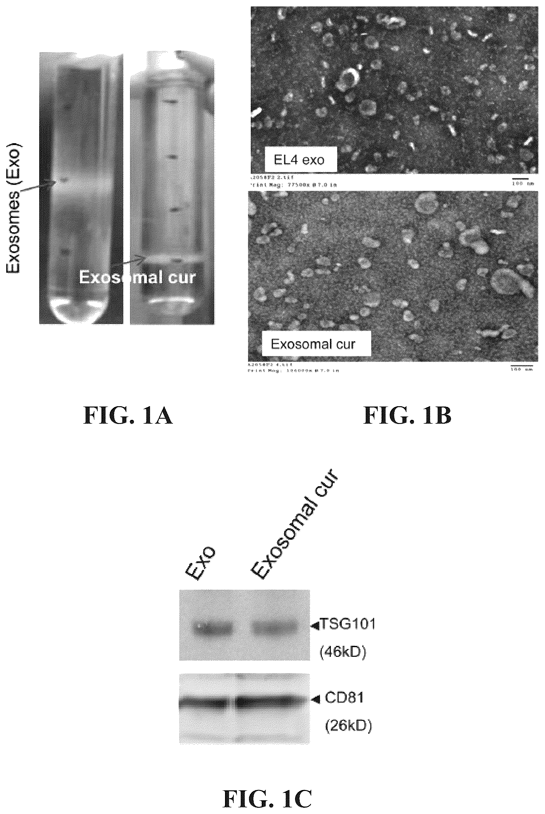 Patent US12318482 — Exosomal compositions and methods for the treatment of disease — Figure 1