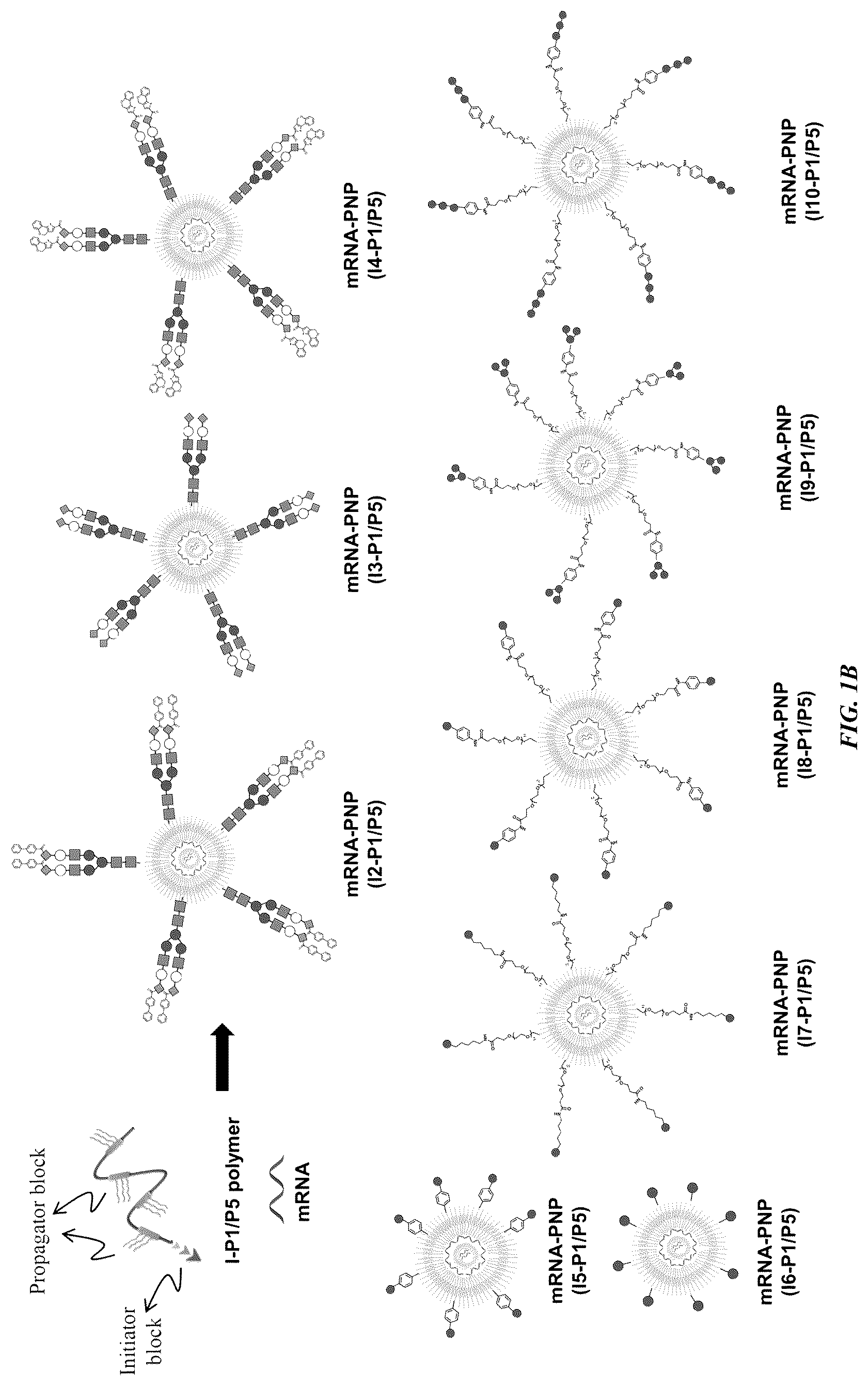 Patent US12318485 Figure 2 – Methods and compositions for targeted delivery by polymersomes