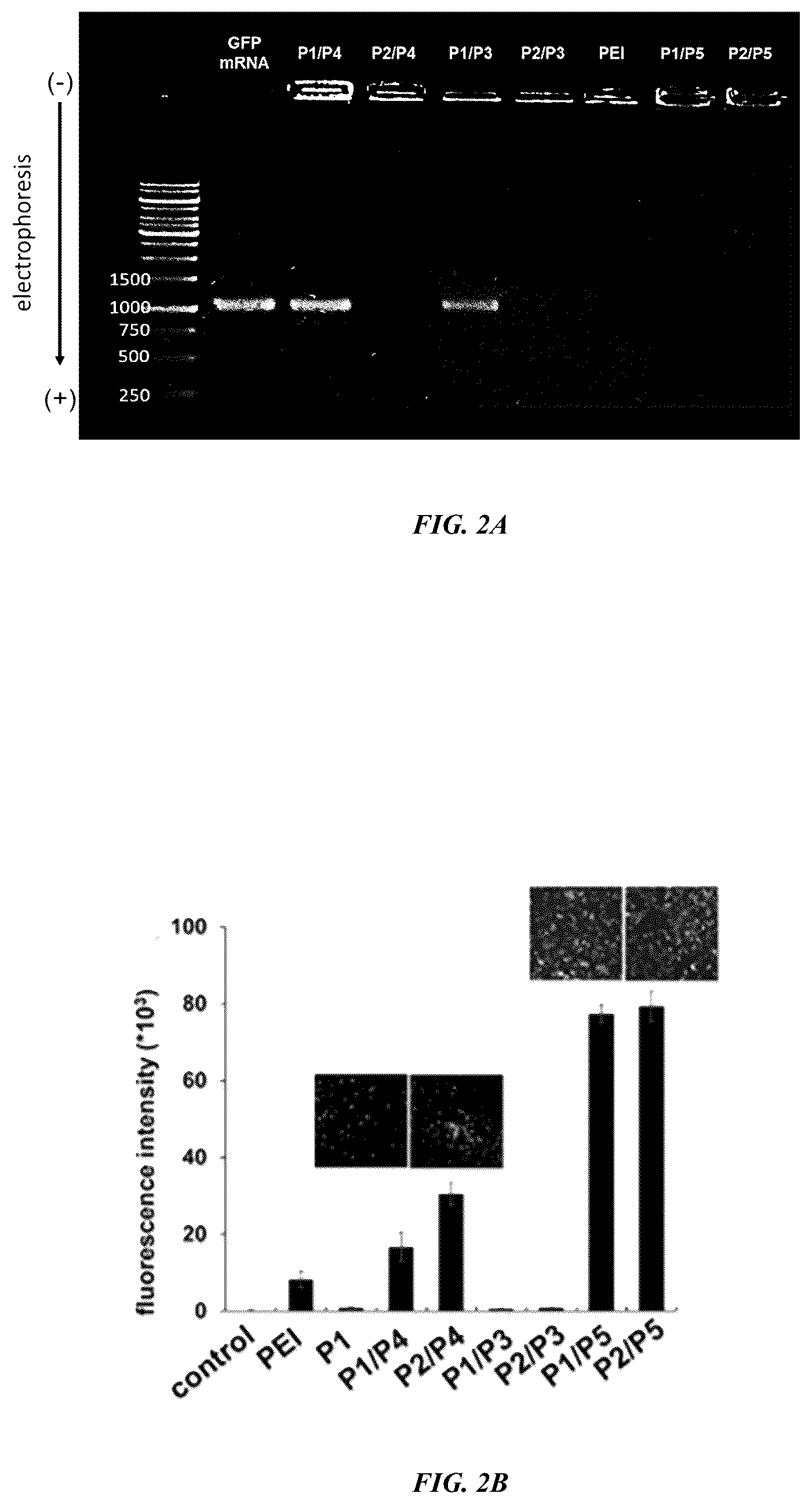 Patent US12318485 Figure 3 – Methods and compositions for targeted delivery by polymersomes