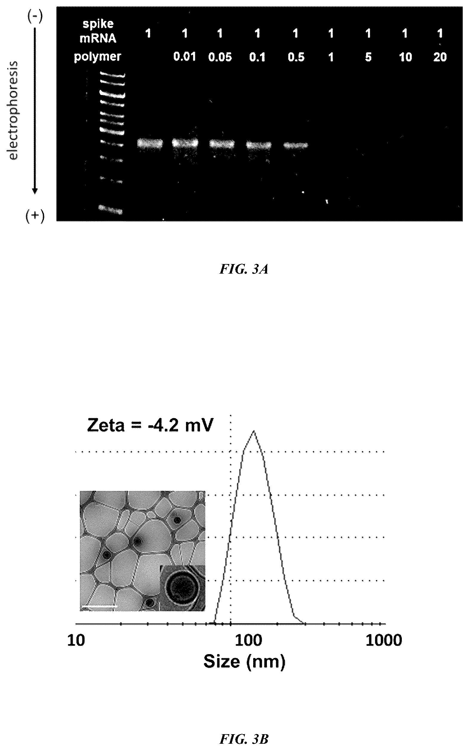 Patent US12318485 Figure 4 – Methods and compositions for targeted delivery by polymersomes