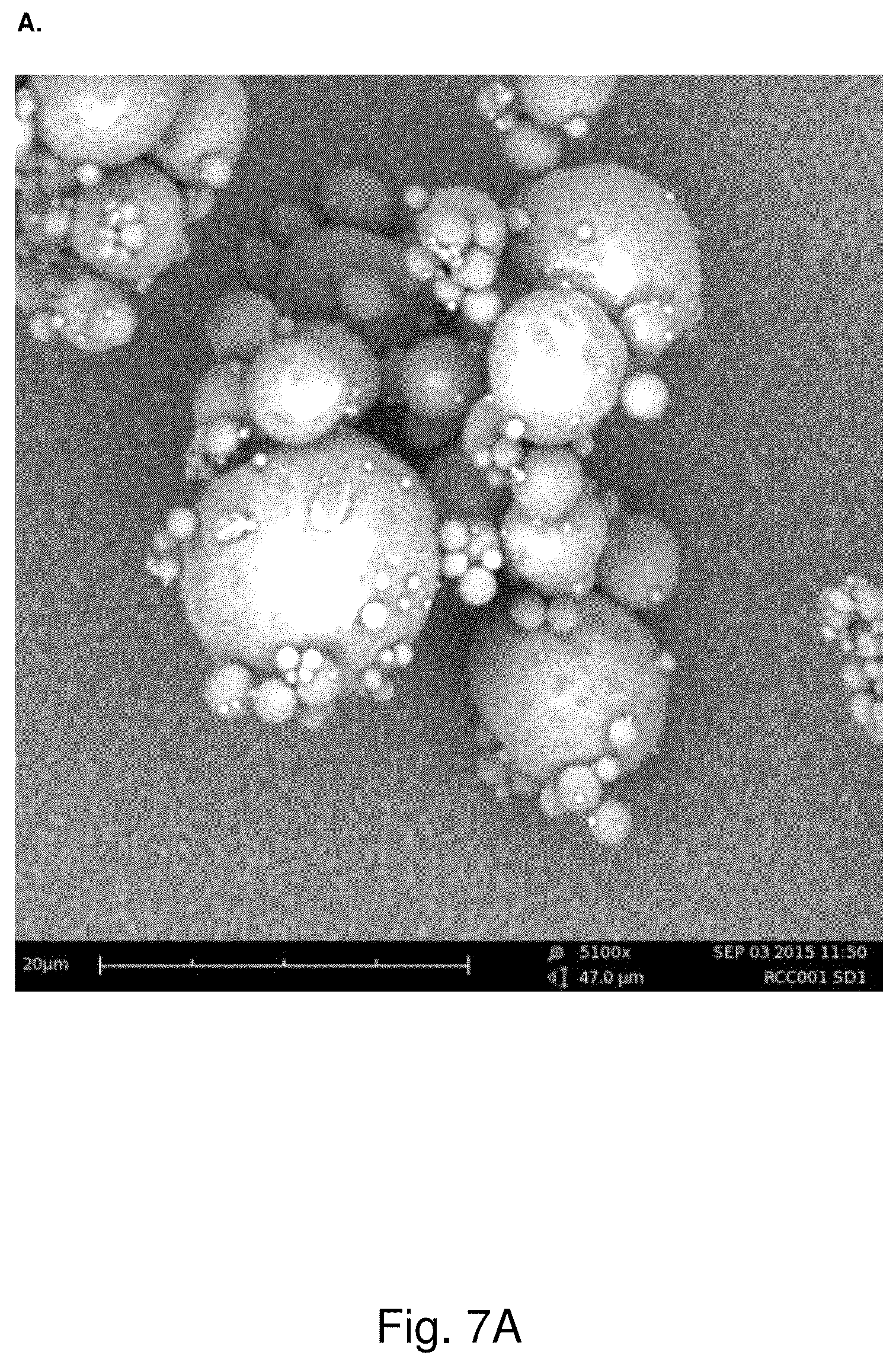 Patent US12318486 Figure 7 – Dry powder composition comprising long-chain RNA
