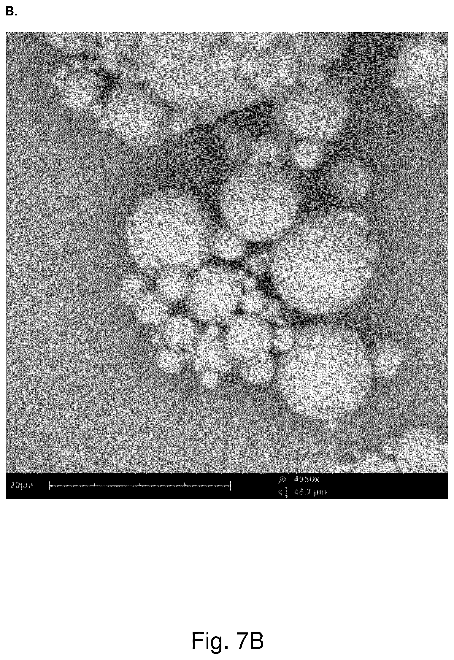 Patent US12318486 Figure 8 – Dry powder composition comprising long-chain RNA