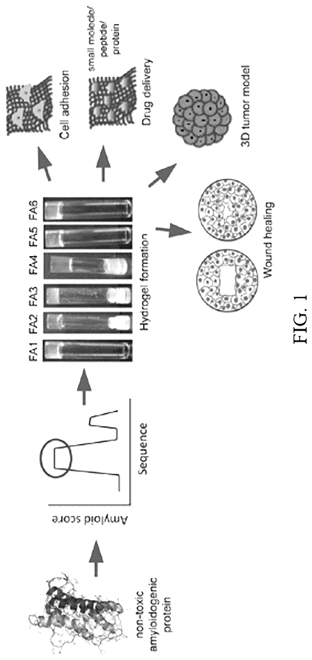 Patent US12318503 — Functional amyloid hydrogels and applications thereof — Figure 1
