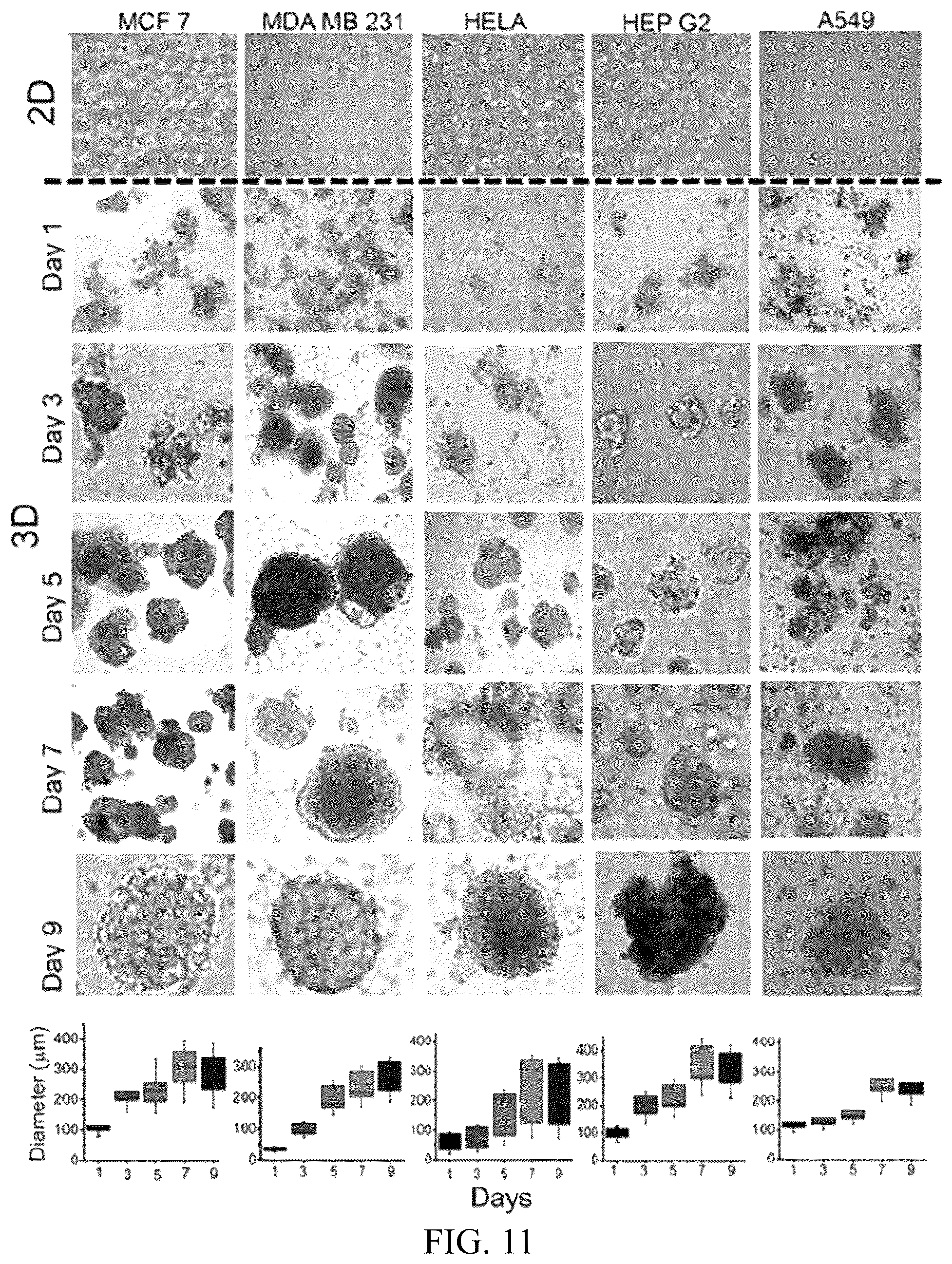 Patent US12318503 Figure 8 – Functional amyloid hydrogels and applications thereof