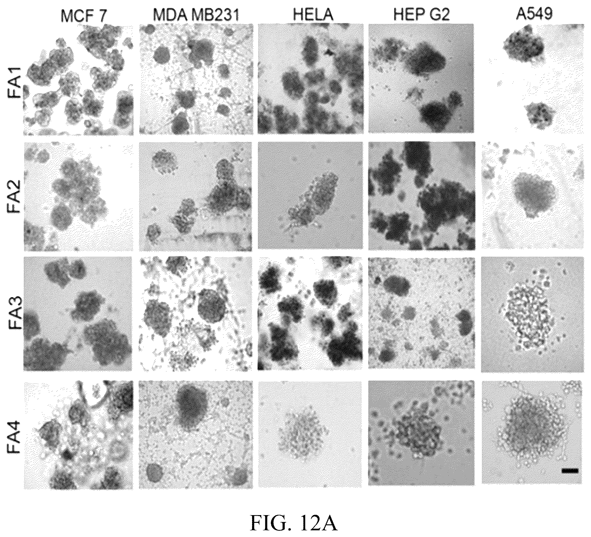 Patent US12318503 Figure 9 – Functional amyloid hydrogels and applications thereof