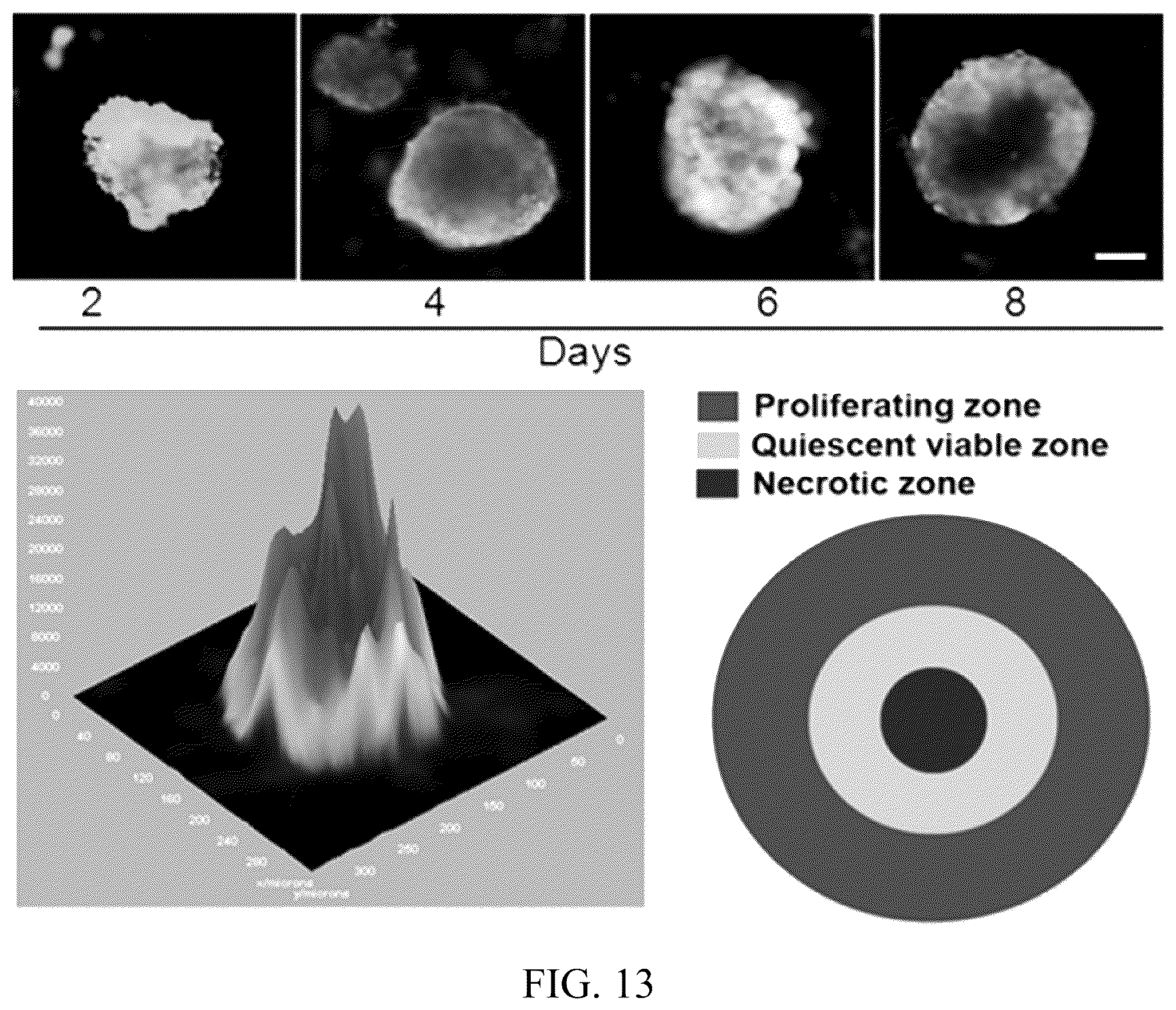 Patent US12318503 Figure 11 – Functional amyloid hydrogels and applications thereof