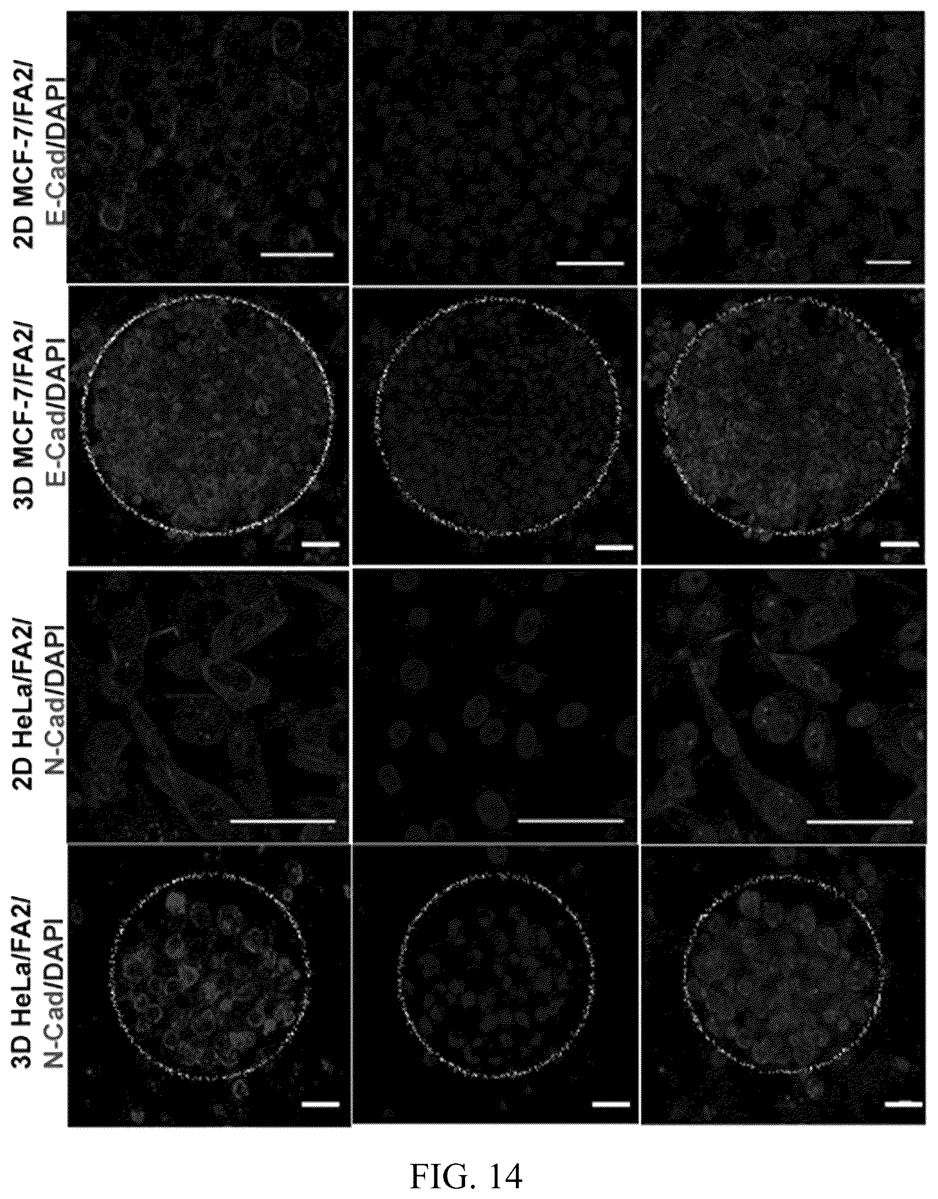 Patent US12318503 Figure 12 – Functional amyloid hydrogels and applications thereof